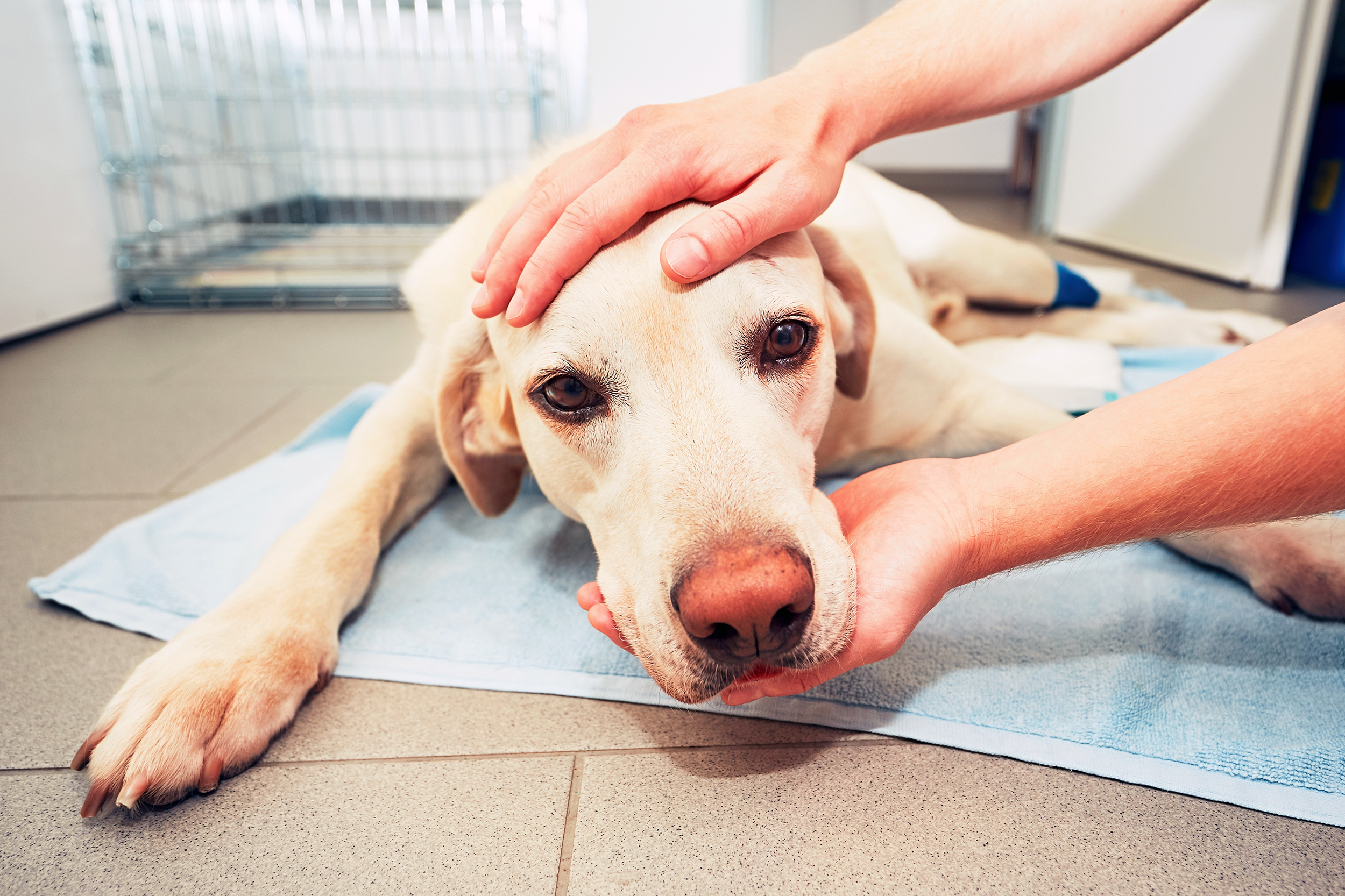 Sick dog at the vet