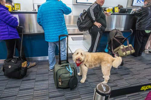 Dog checking in for flight on Spirit Airlines