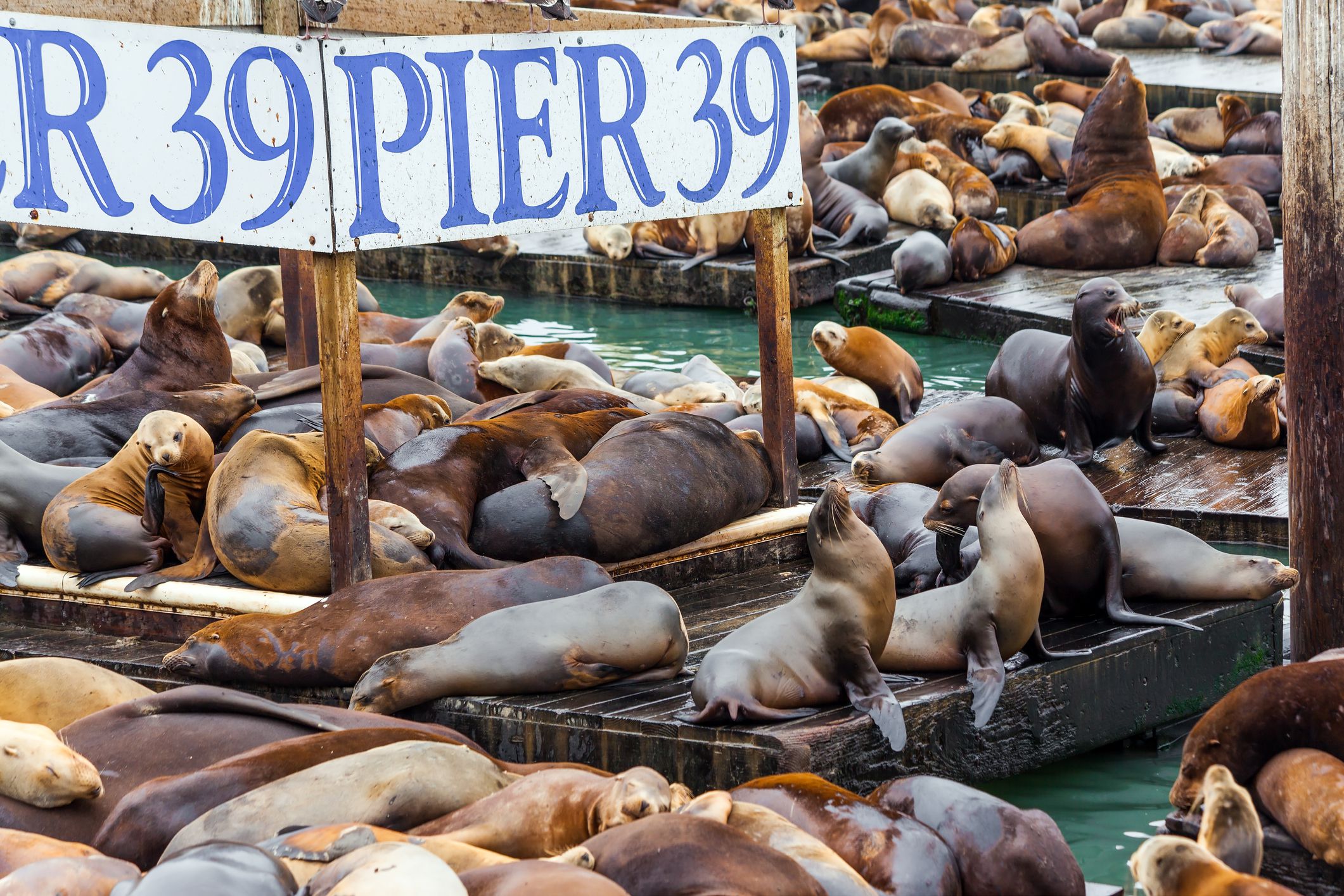 Hundreds of sea lions lie on wooden platforms, pose, sleep, growl and fight. Popular tourist destination in San Francisco, Pier 39