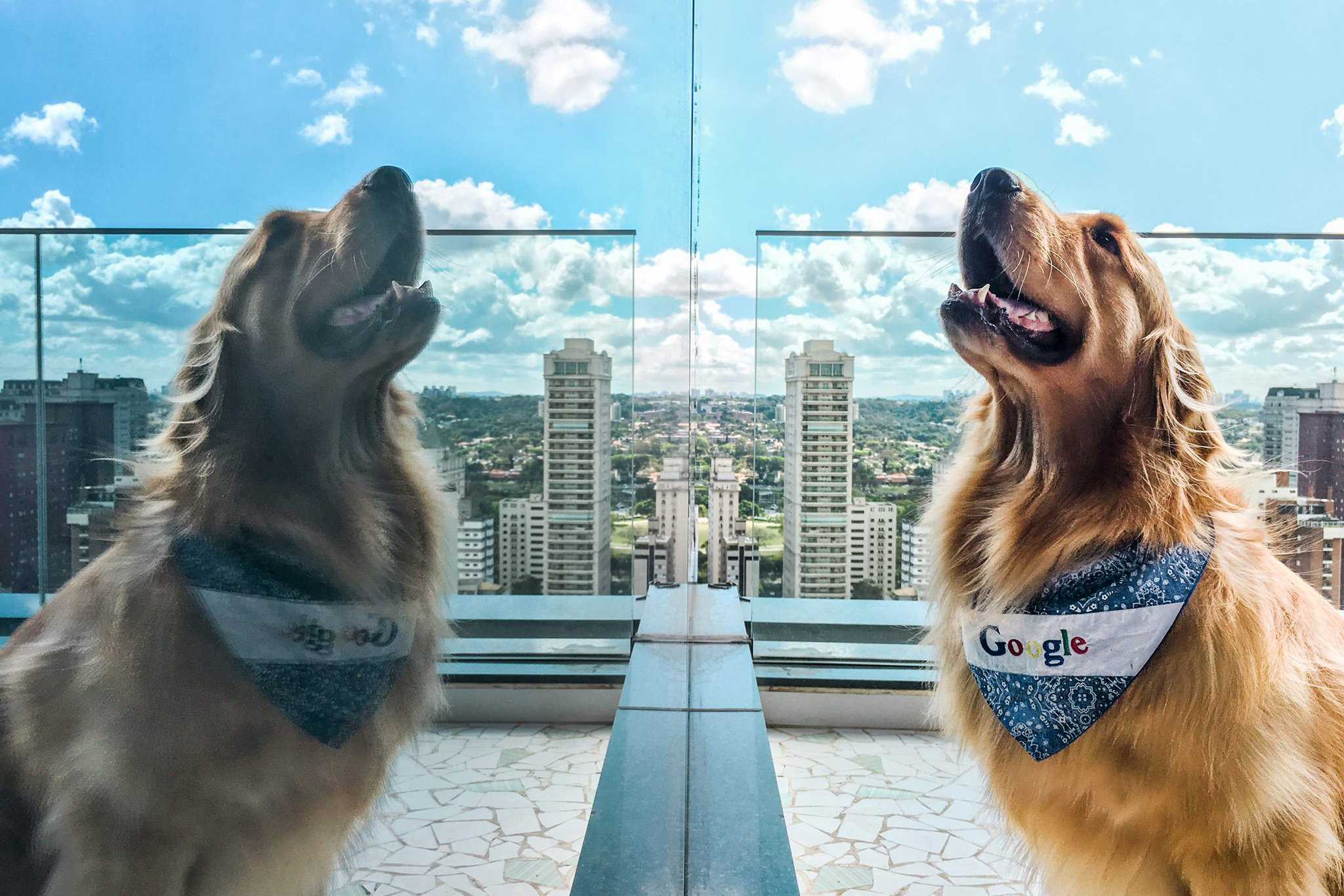 Dog looking at this reflection on the roof at the Alphabet offices