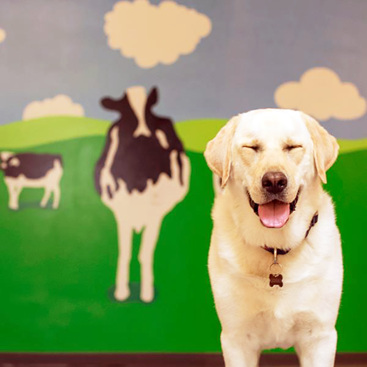 Happy dog in front of the Ben and Jerry's office wall