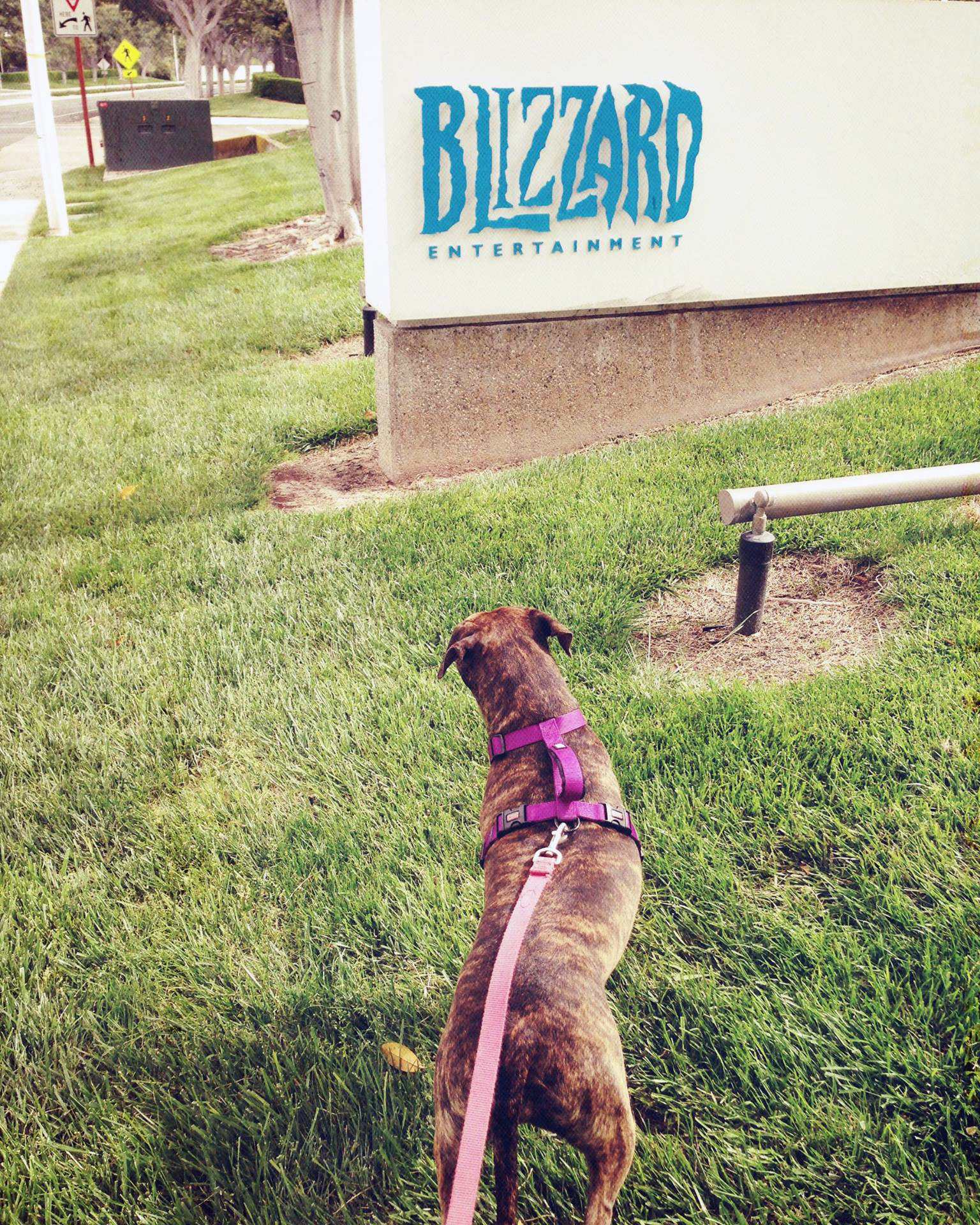 Employee walking dog in front of Blizzard sign