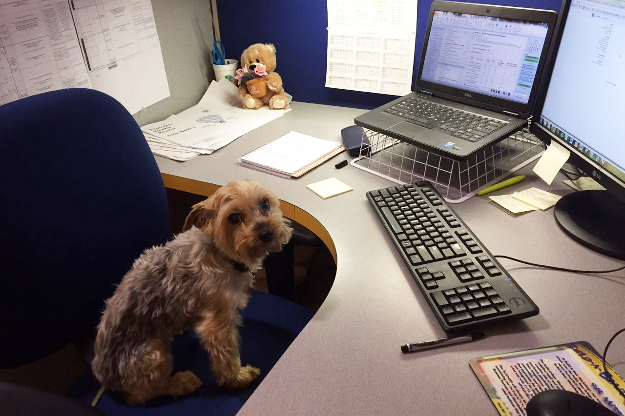 Dog sitting at a desk at the Build-A-Bear offices
