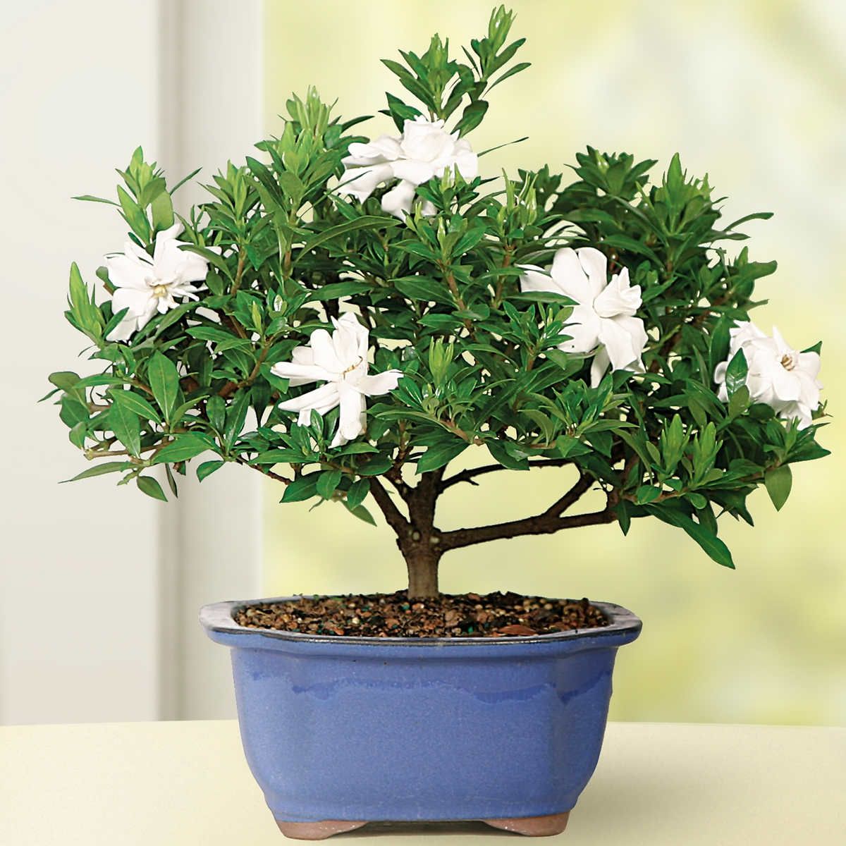 Gardenia Small Bonsai Tree