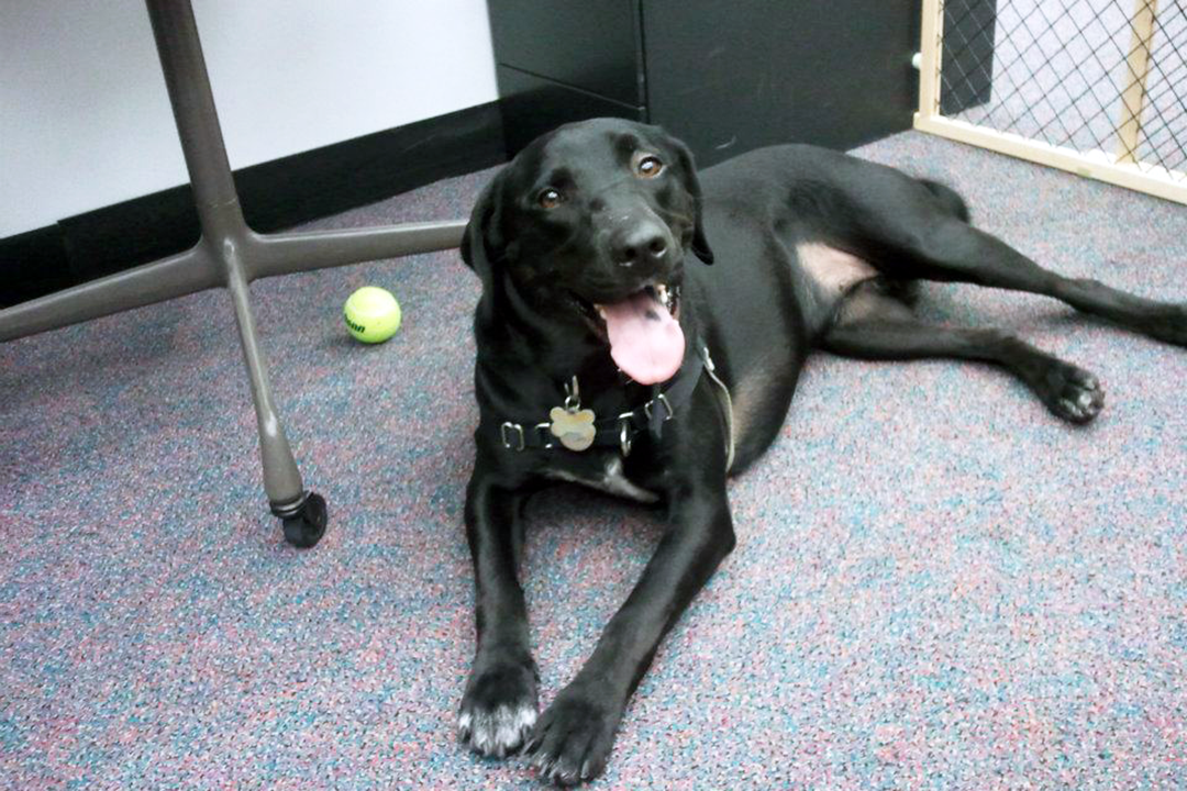 Black dog at a Purina office
