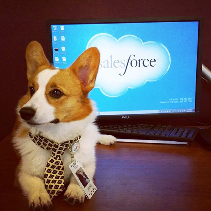 Small dog sitting on a desk in front of a computer at a Salesforce office