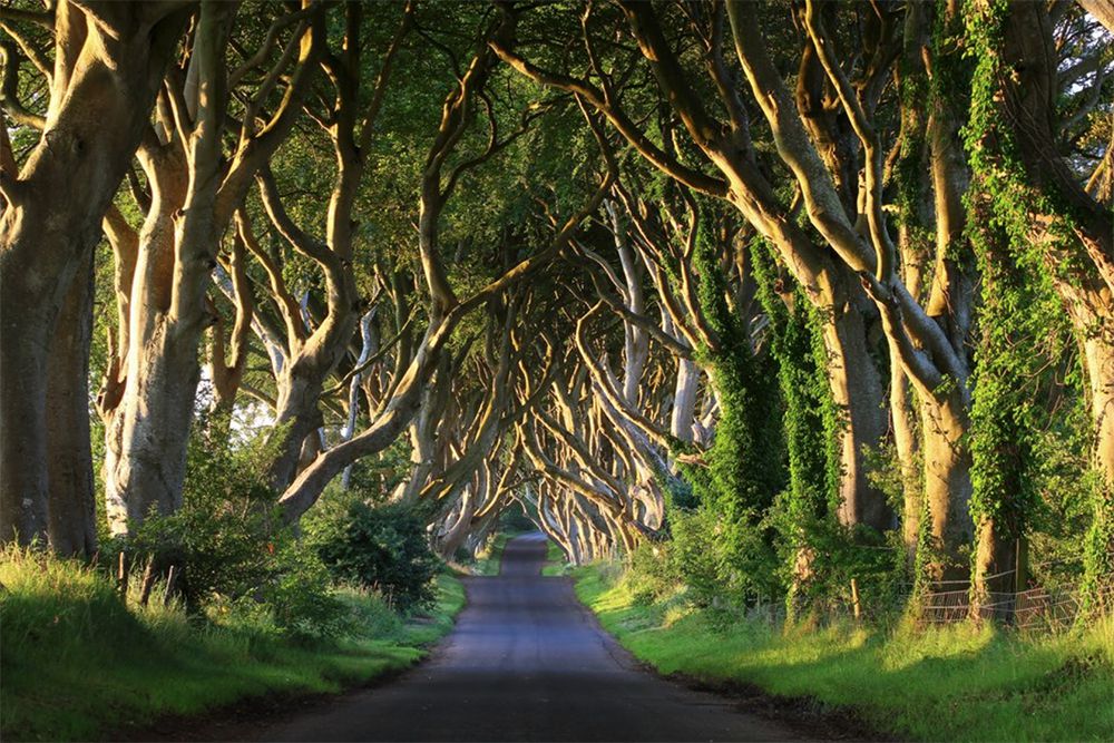 The Dark Hedges, Gracehill House, Northern Ireland