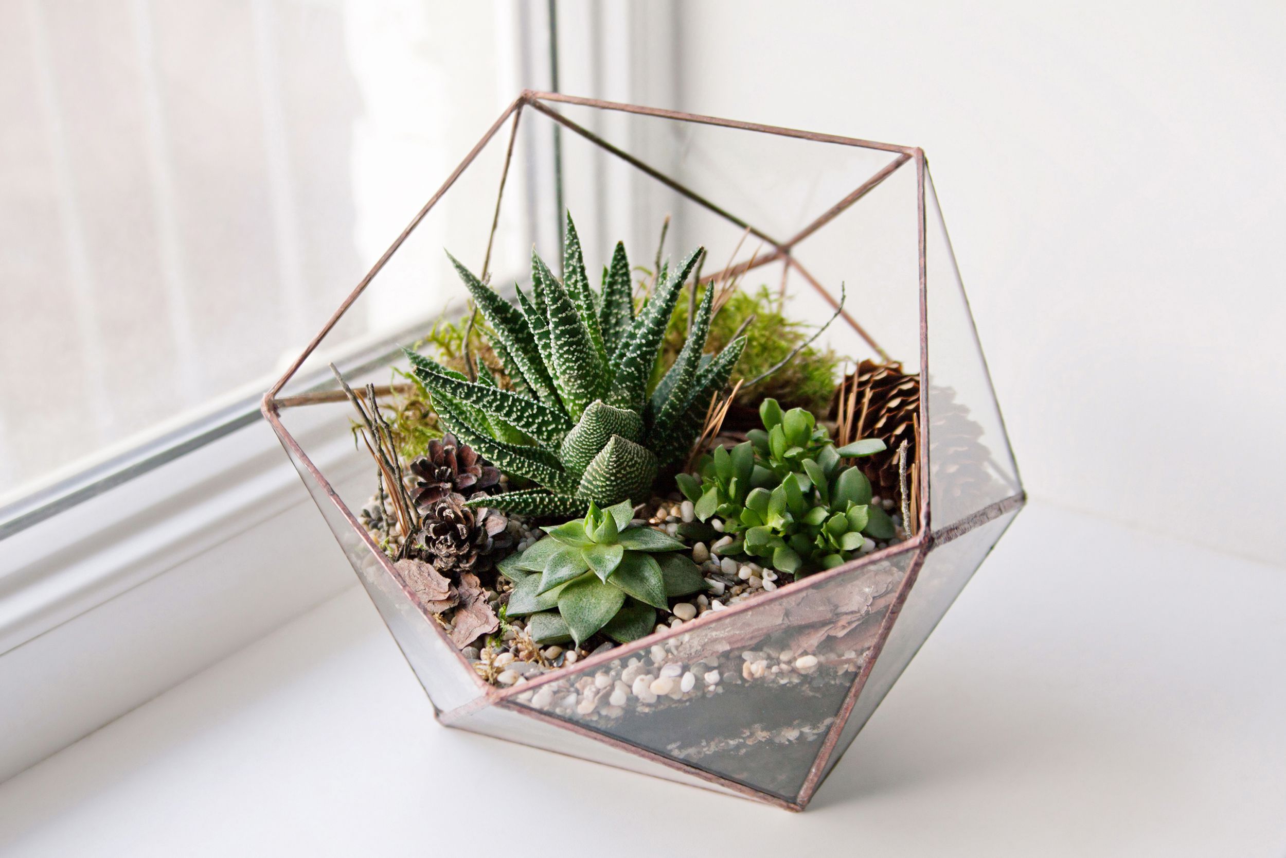 mini succulent garden in glass terrarium