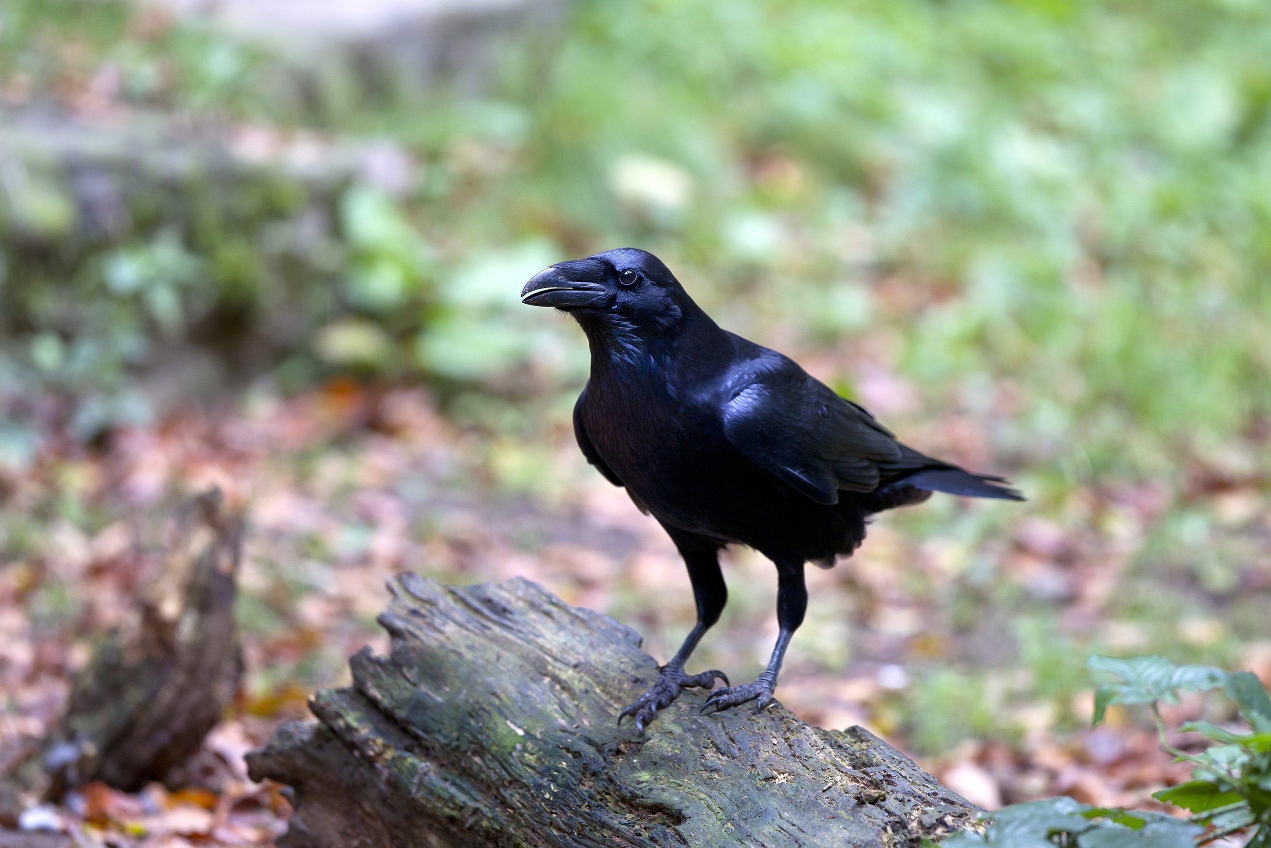common raven in wilderness