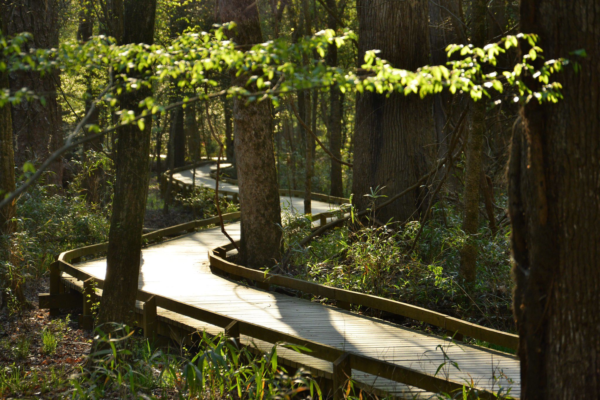 Congaree National Park