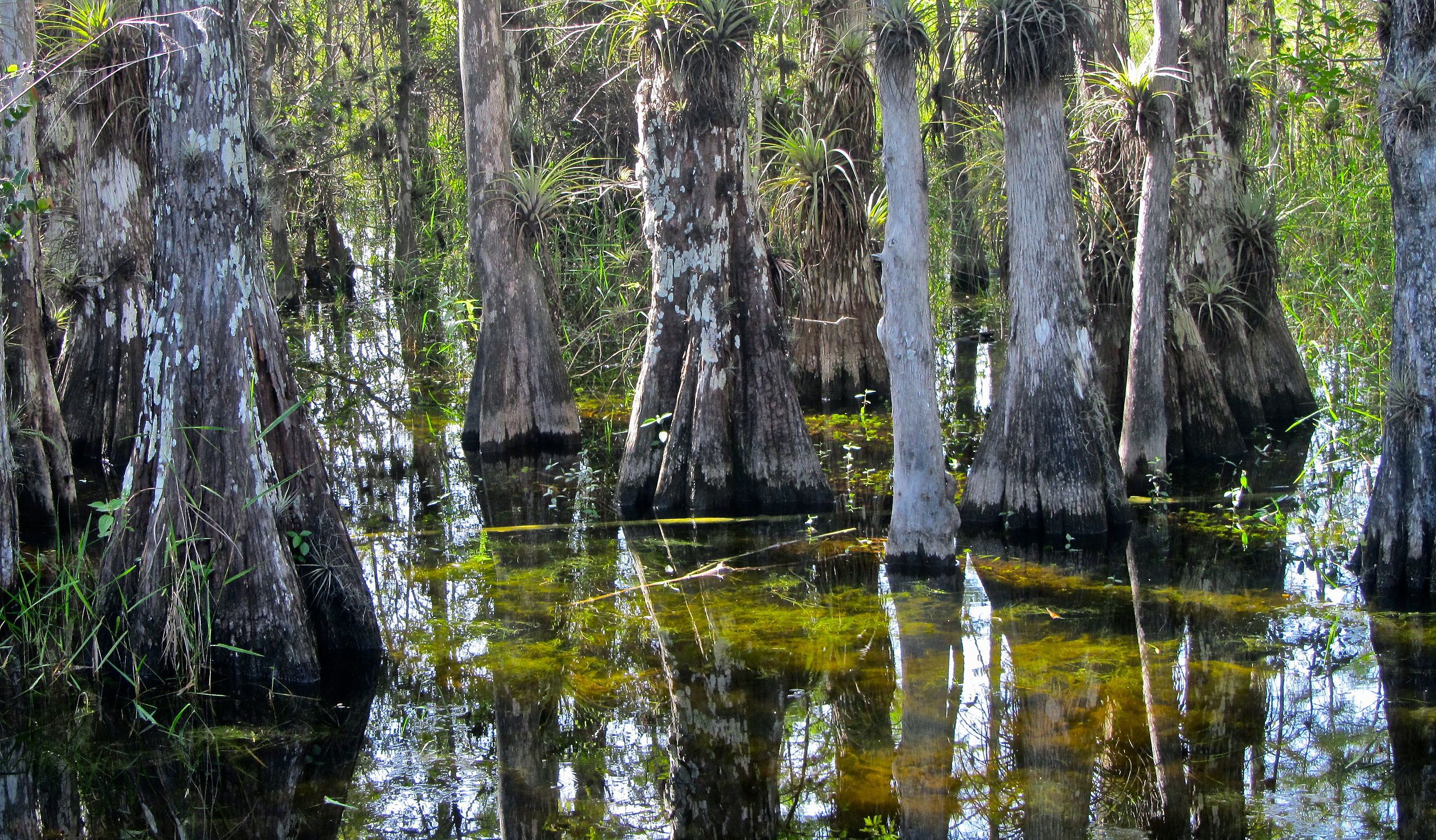 Big Cypress National Forest
