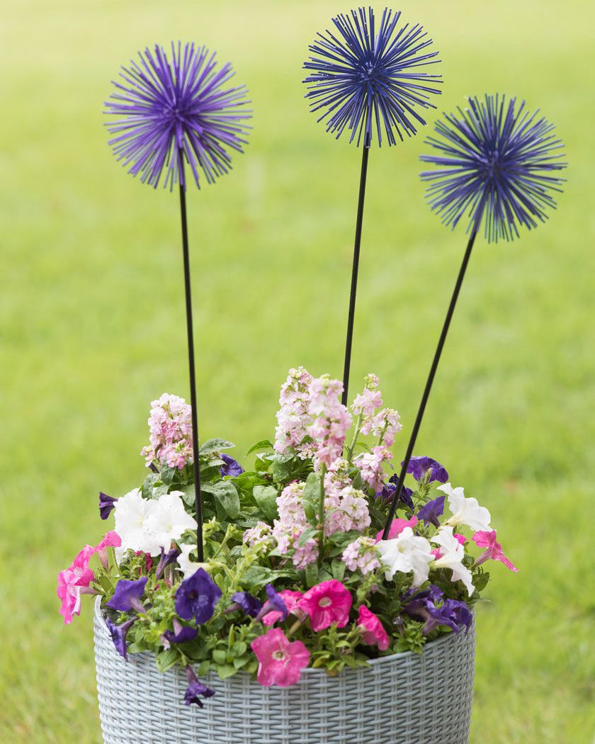 everbloomin' alliums