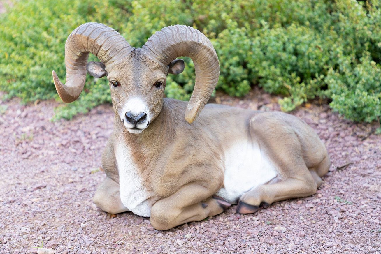 bighorn sheep statue