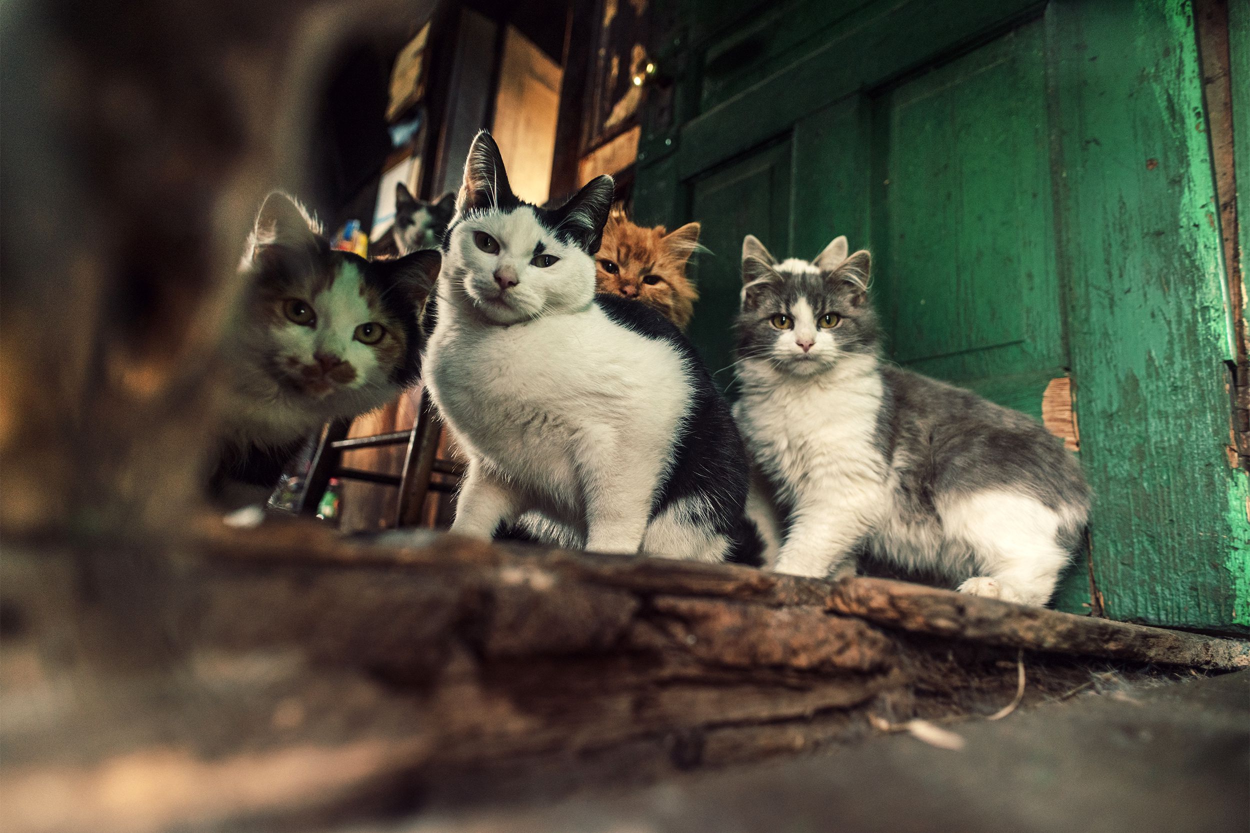 Group of cats