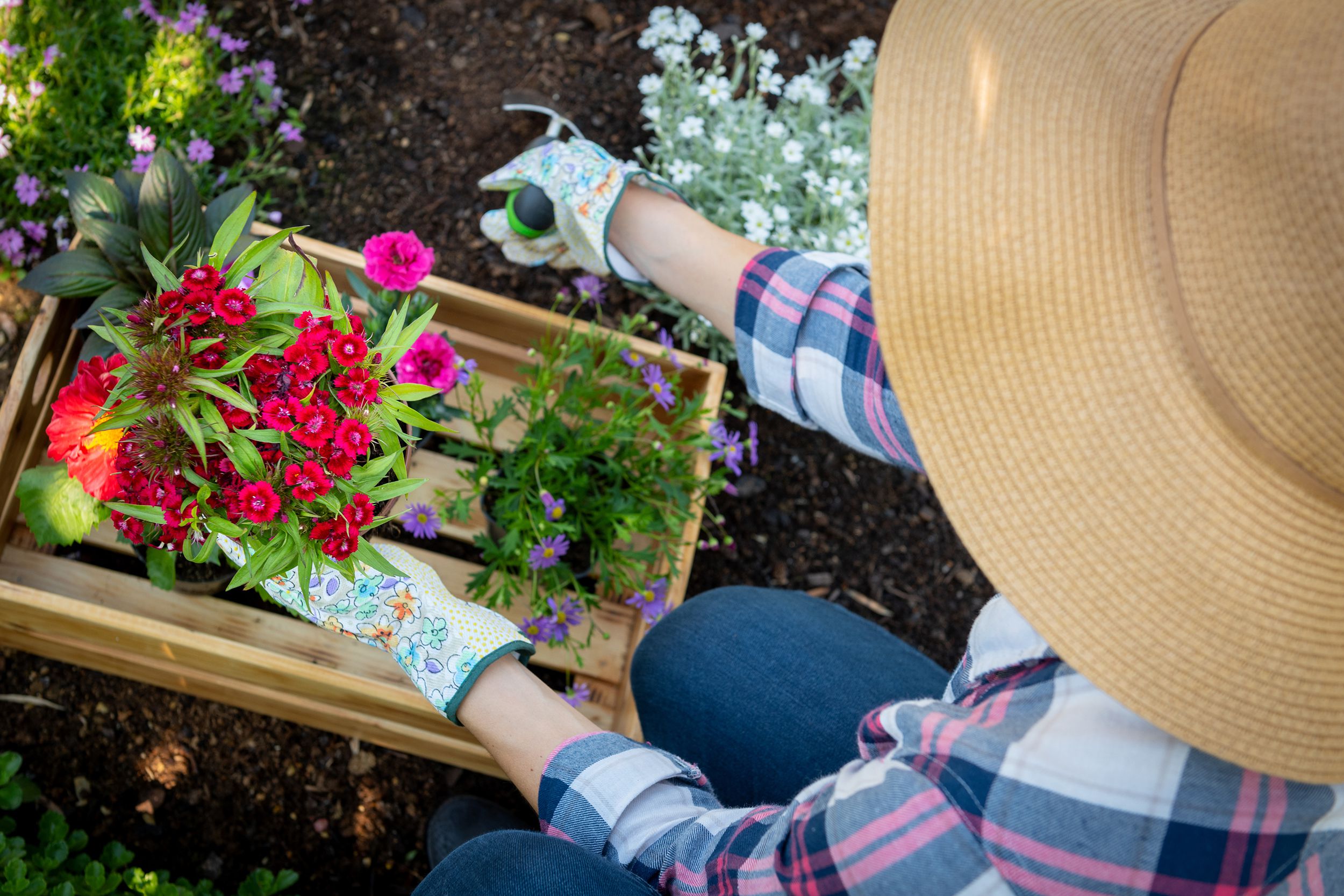 gardener planting flowers in her garden