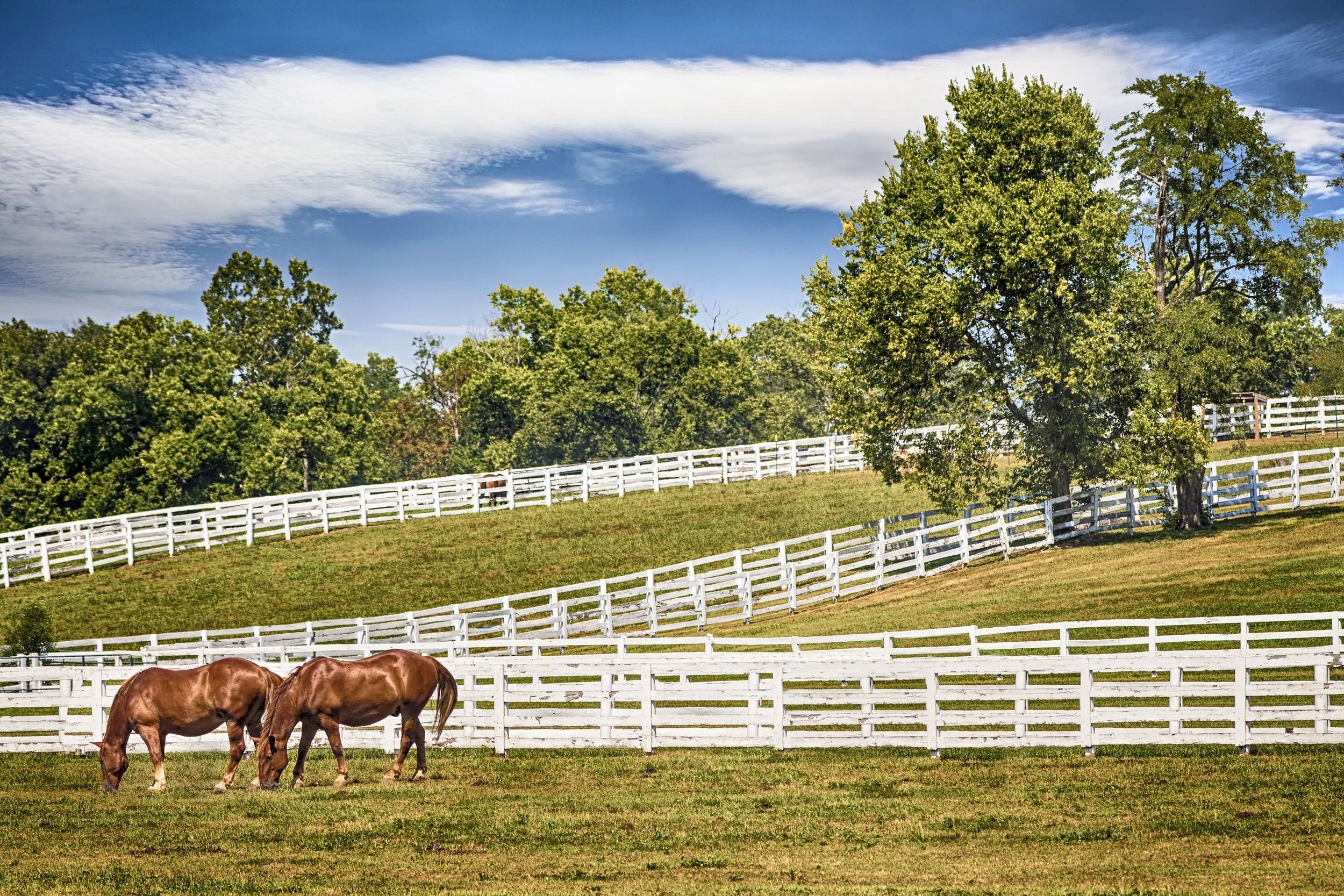 horse farm in Lexington, Kentucky