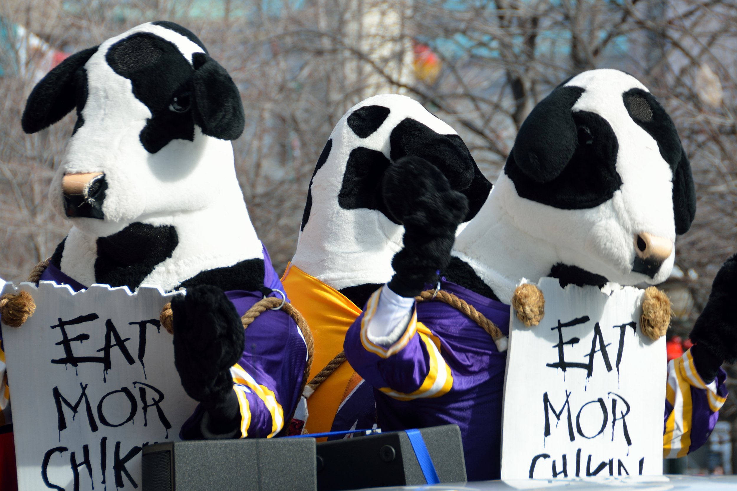 famous Chick-fil-A Cows