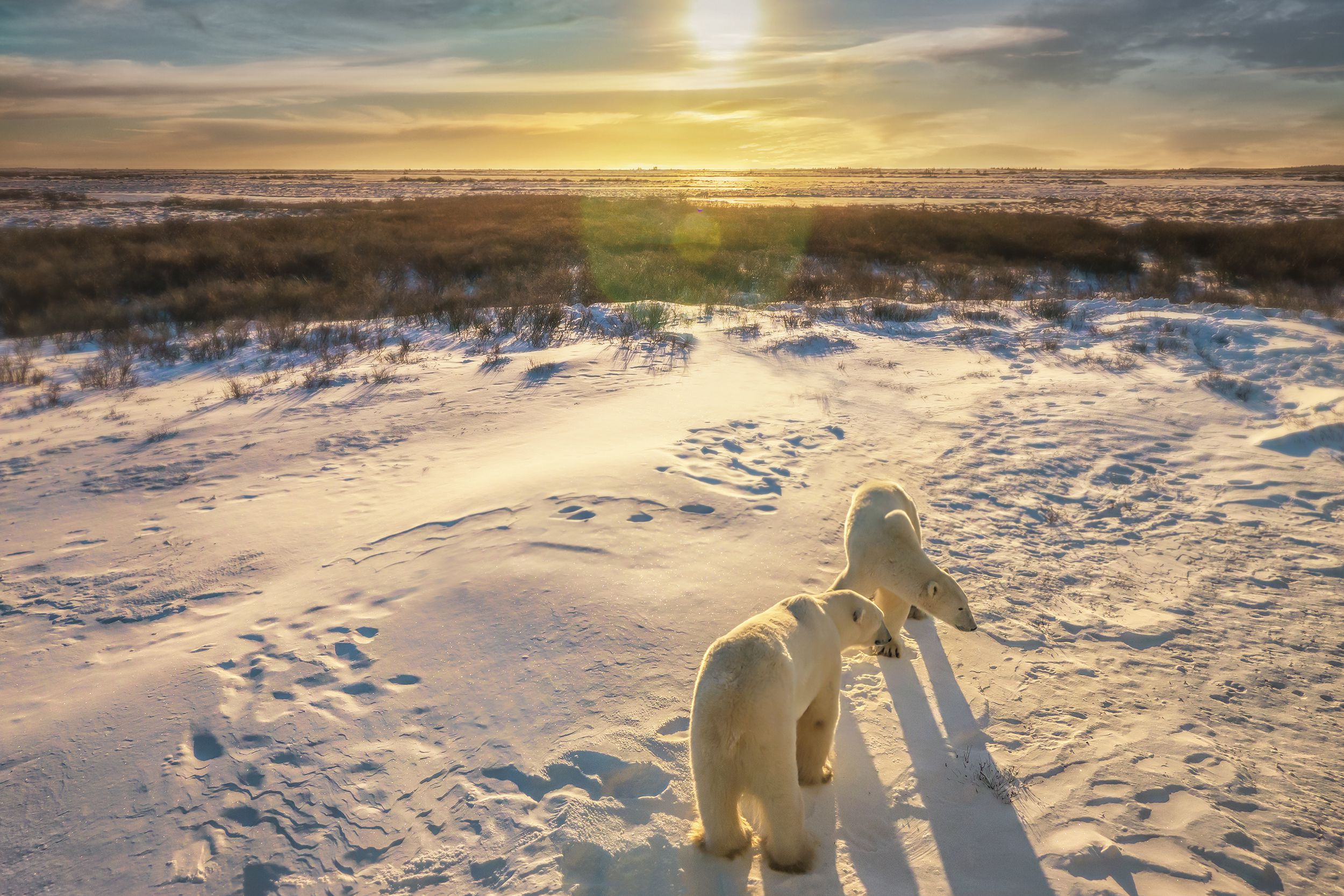 two adult polar bears, Churchill, Manitoba
