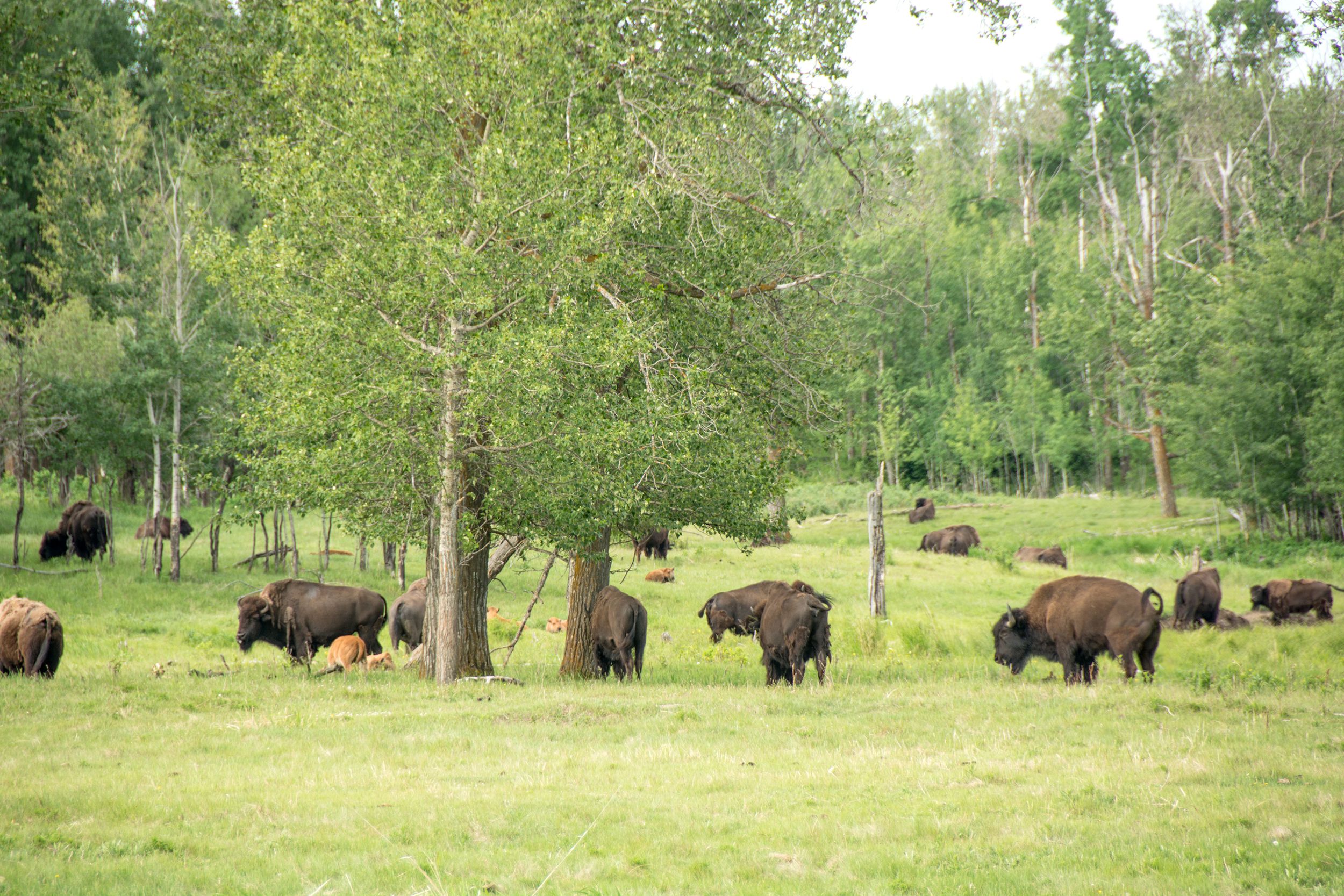 bison herd, Elk Island National Park