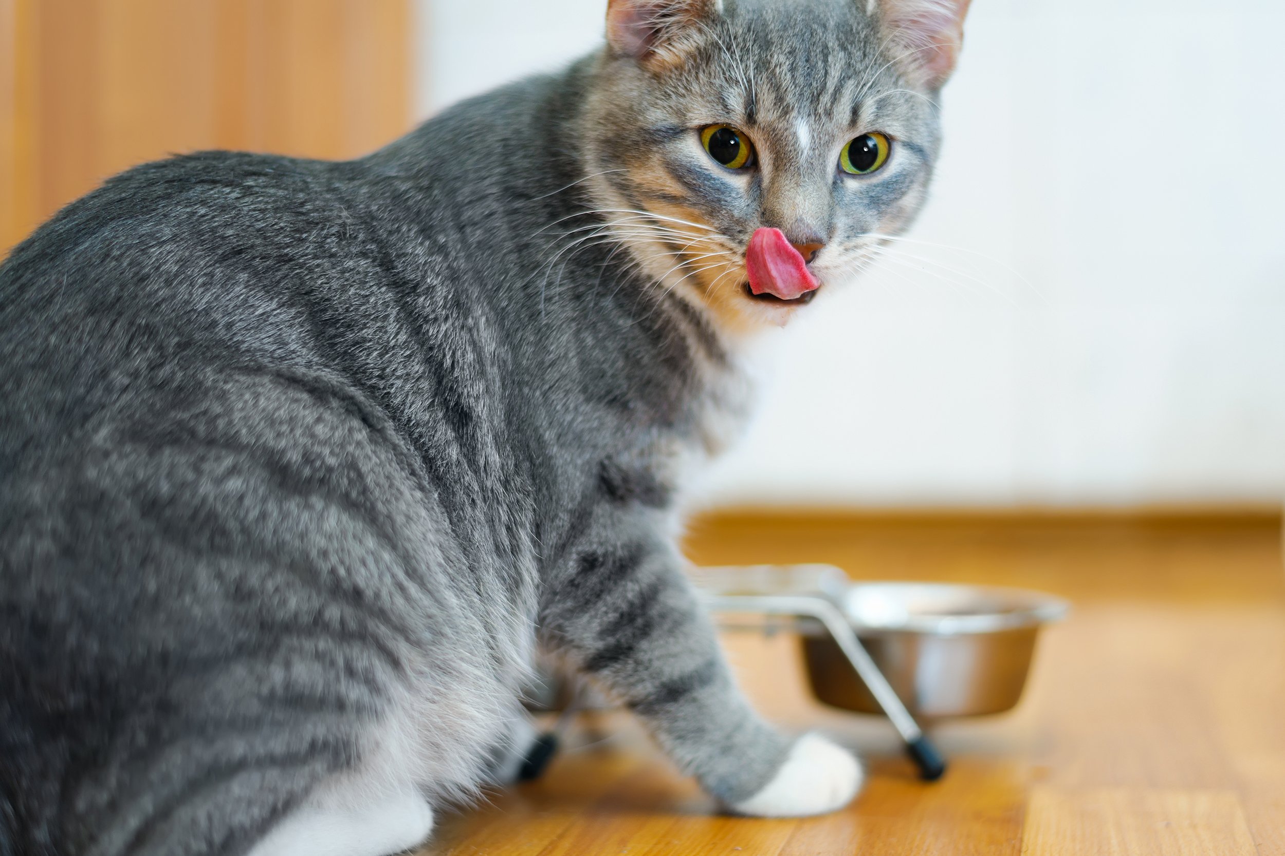 cat after eating food from a plate showing tongue