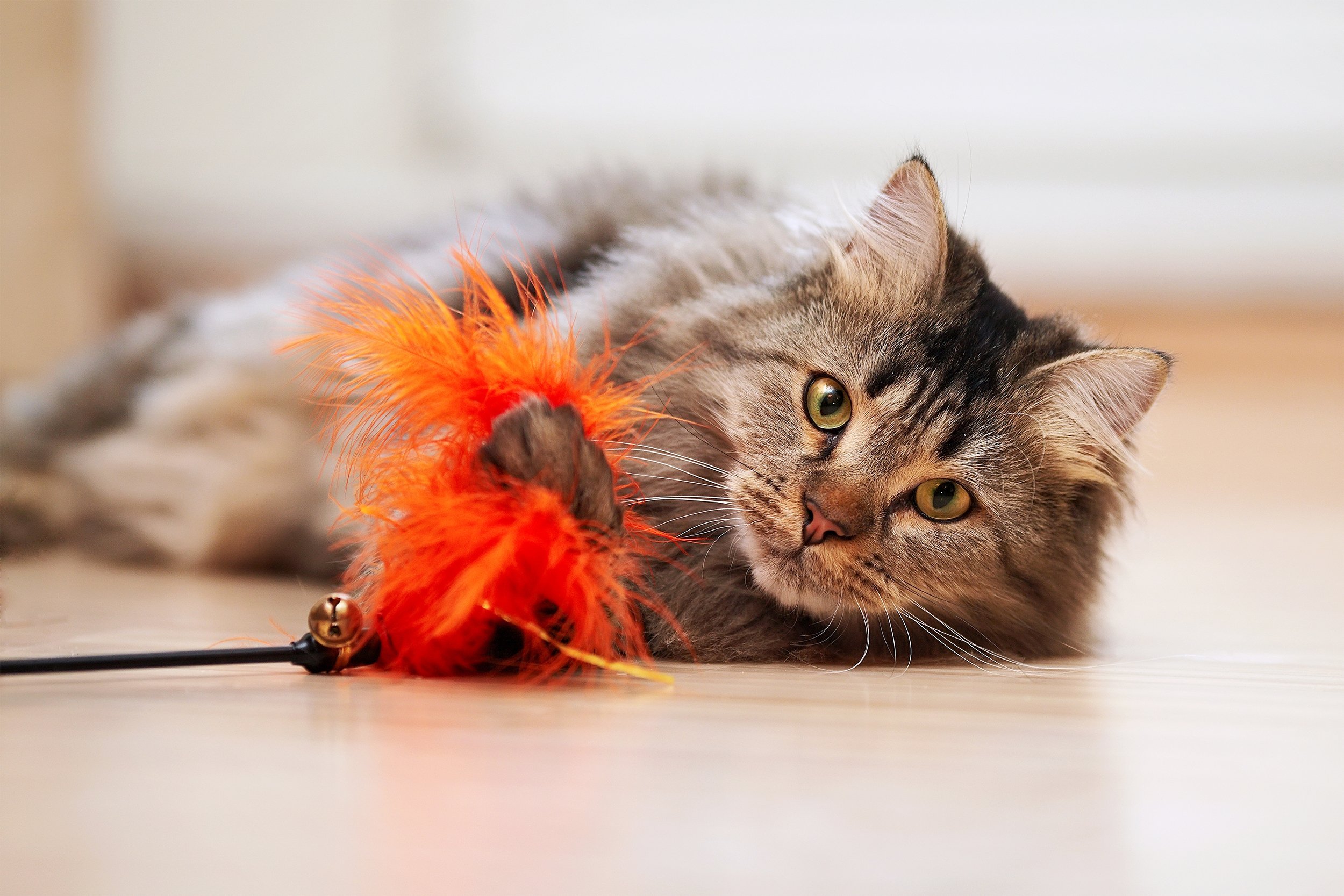 fluffy cat plays with a toy on floor