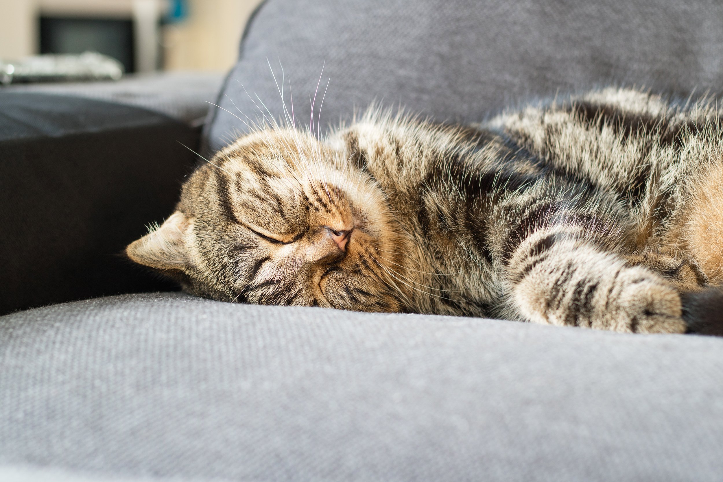 happy cat american short hair sleep on grey couch
