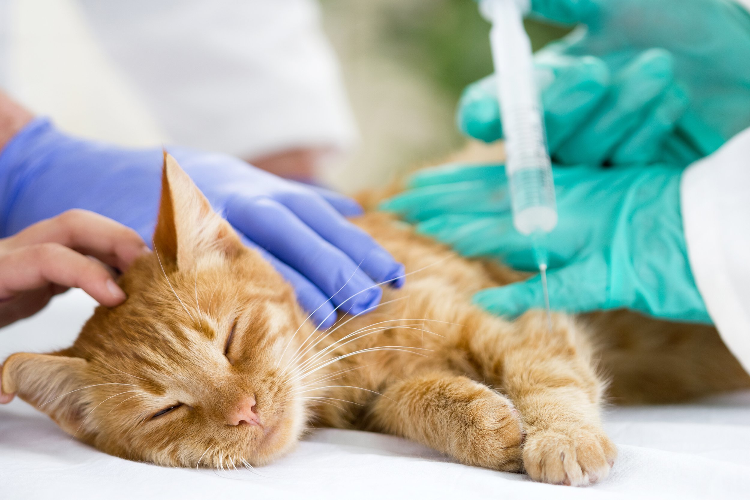 veterinary giving the vaccine to the little cat