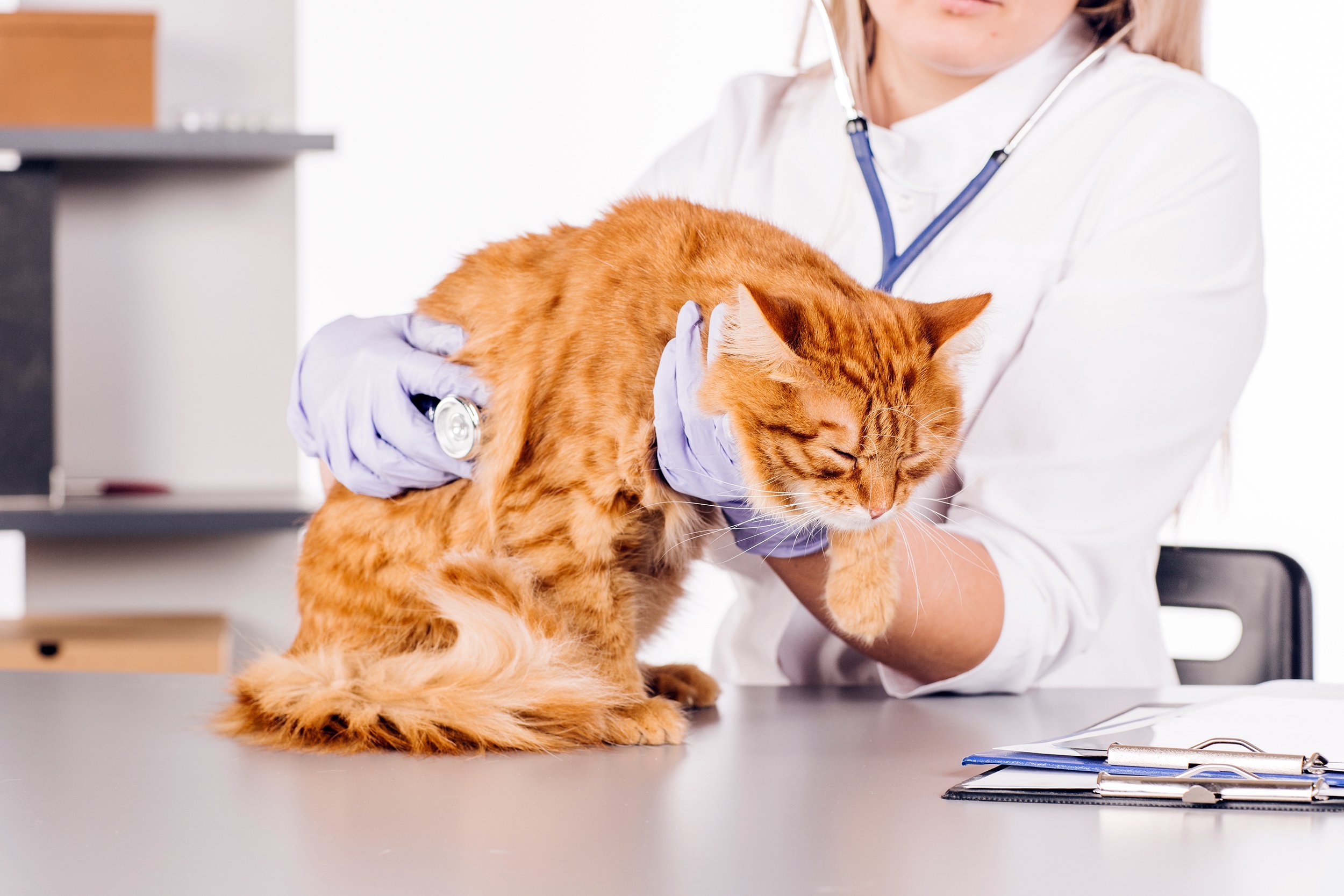 veterinarian doctor with stethoscope checking up cat at vet clinic