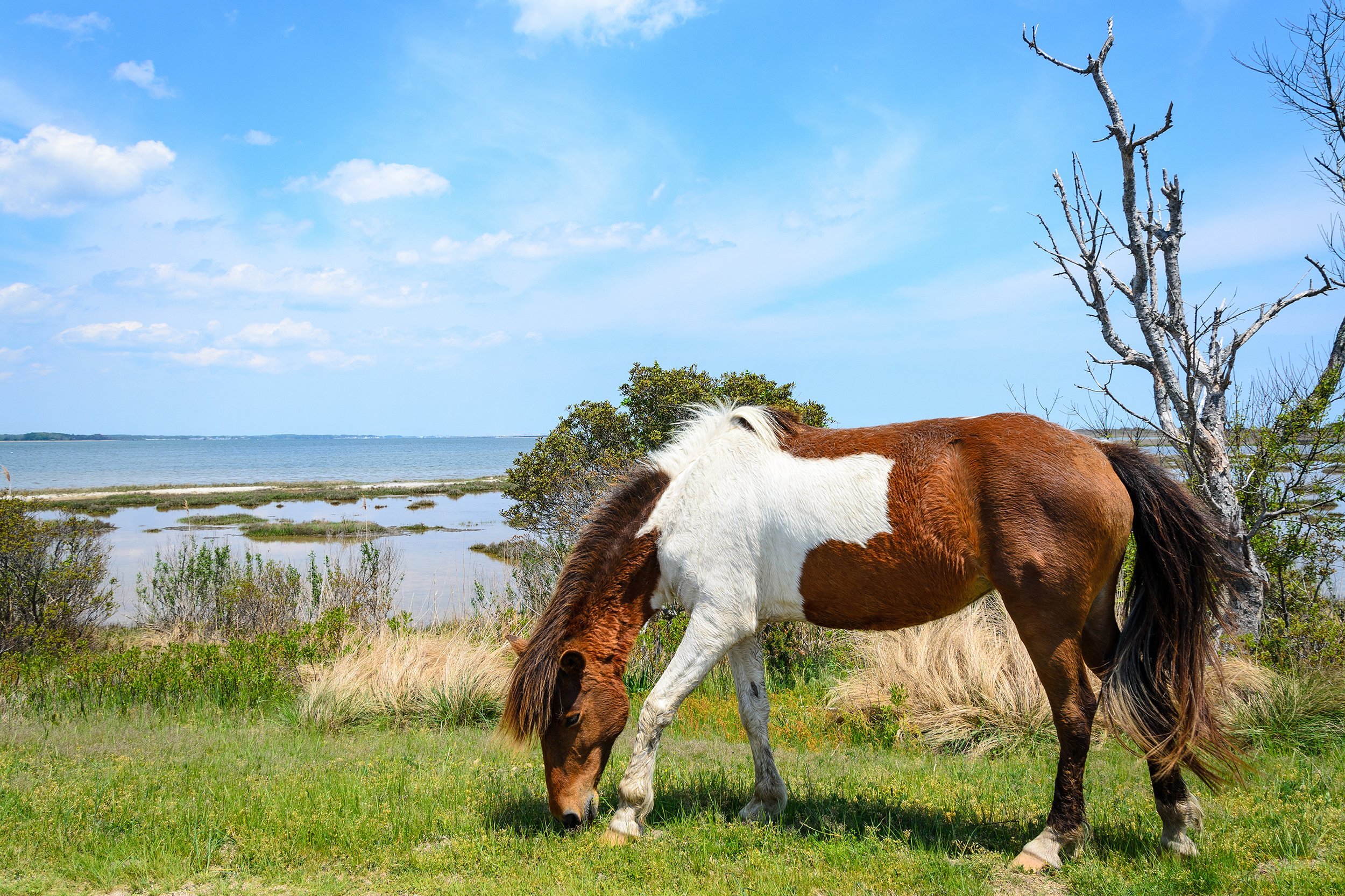 Assateague State Park