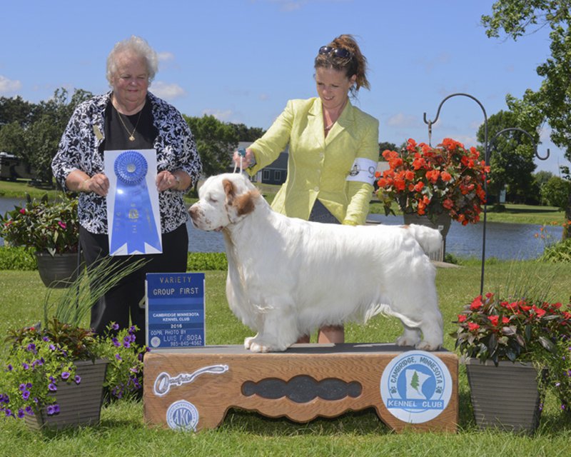 Summer Solstice Dog Shows