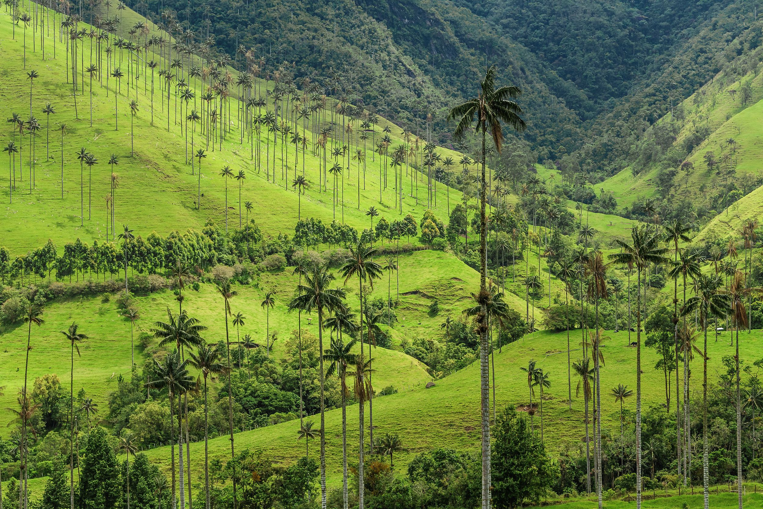 Cocora Valley, Colombia