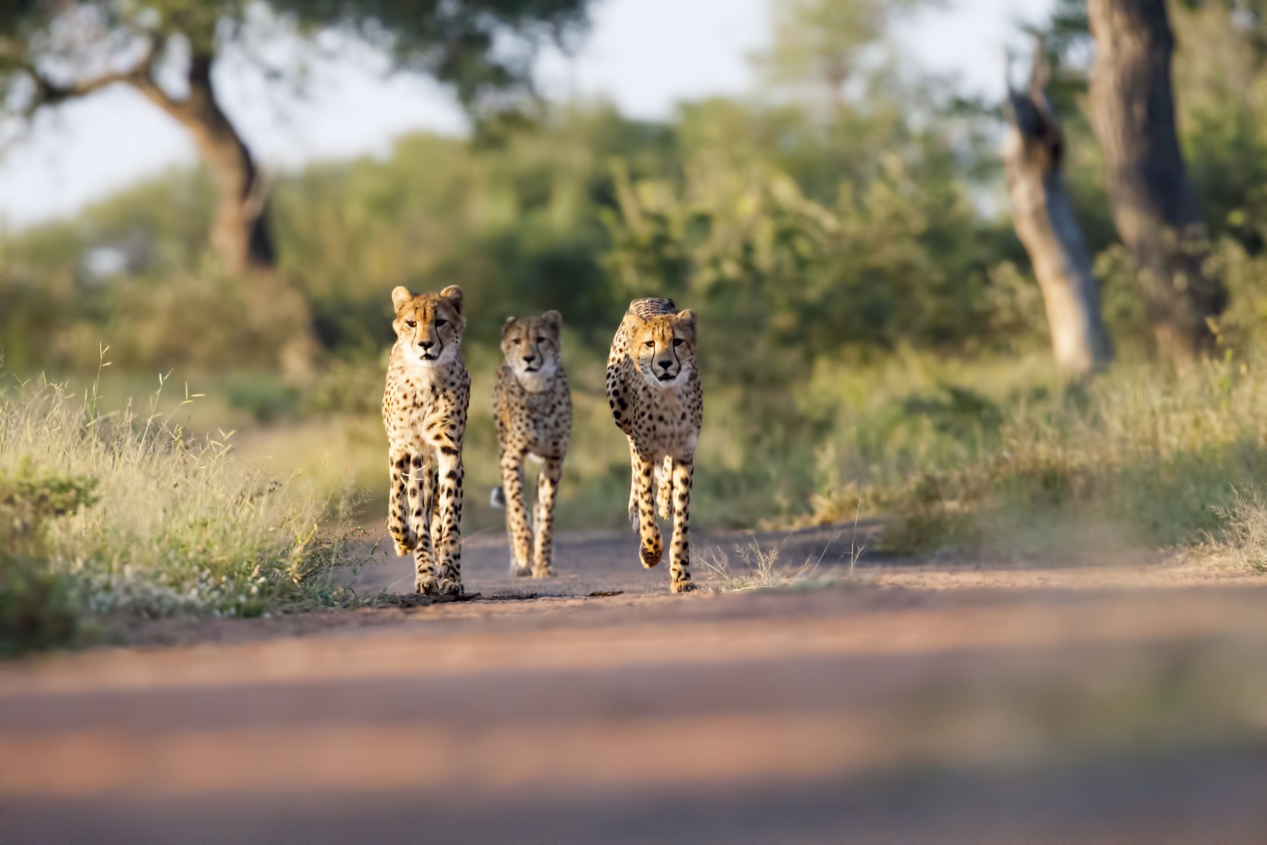 Kruger National Park, South Africa