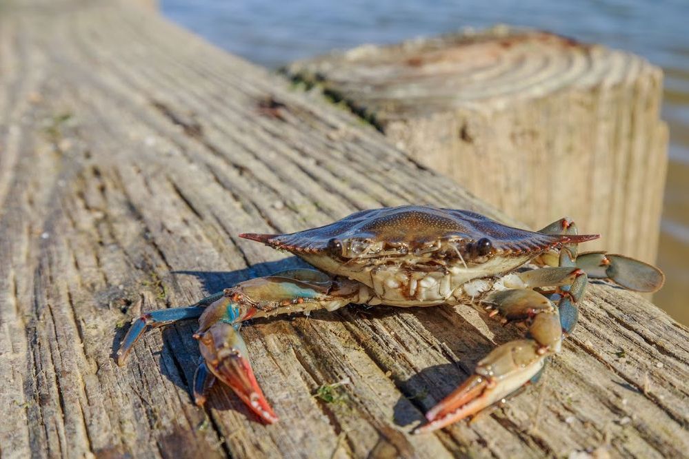 crab at Colonial Beach, Virginia