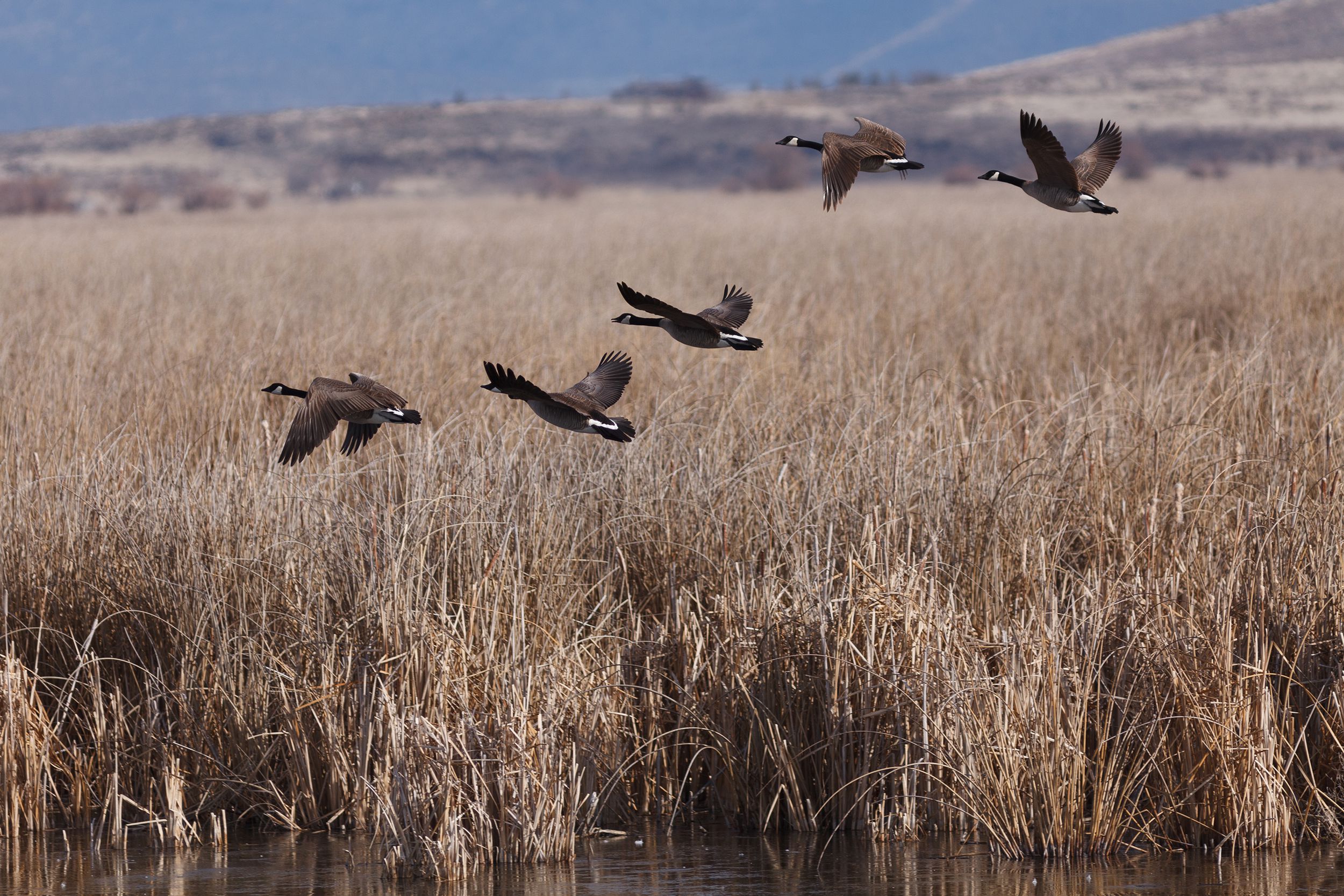 Canadian Geese flying at Tule Lake National Wildlife Refuge