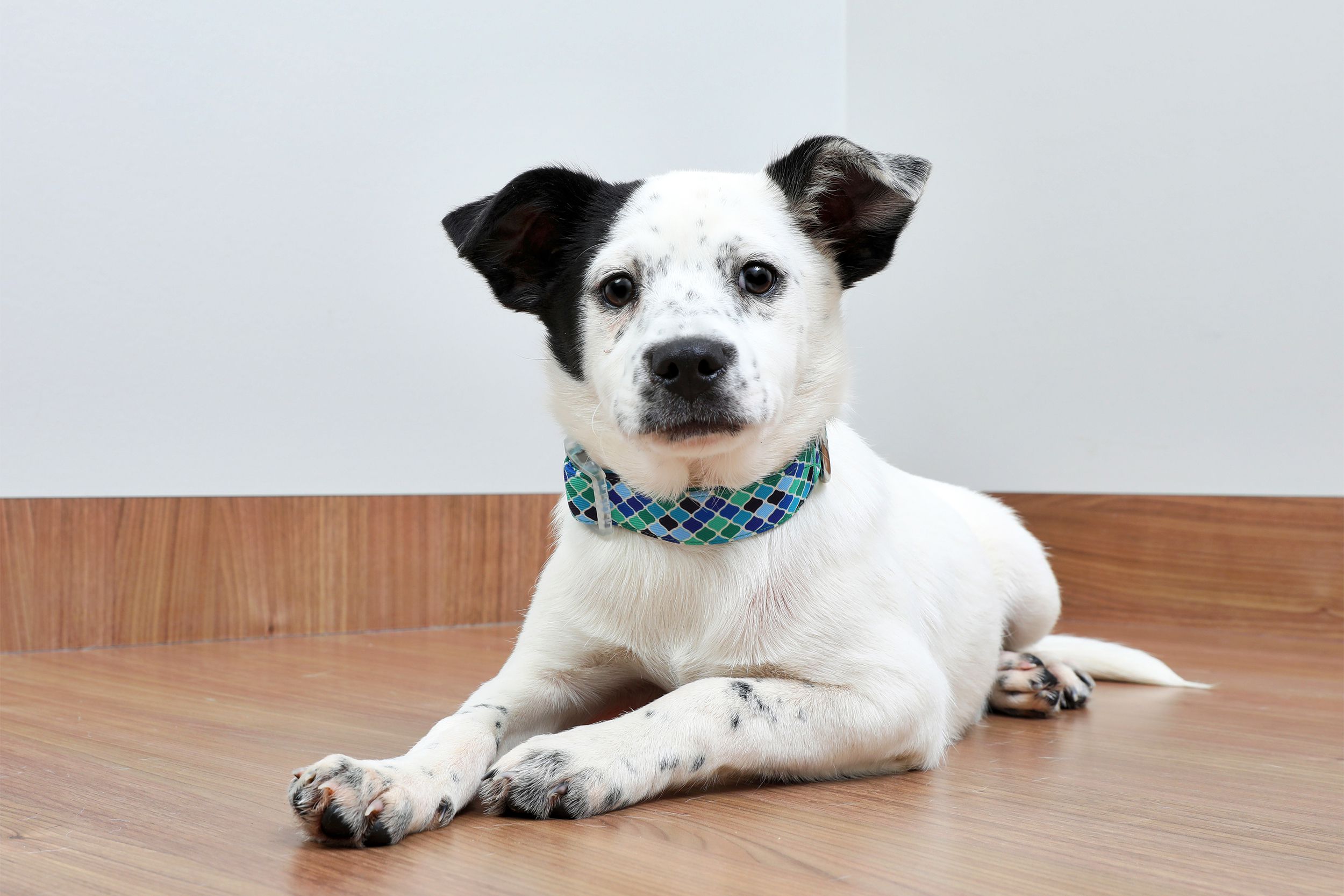 Dog on the ground with a cloth collar