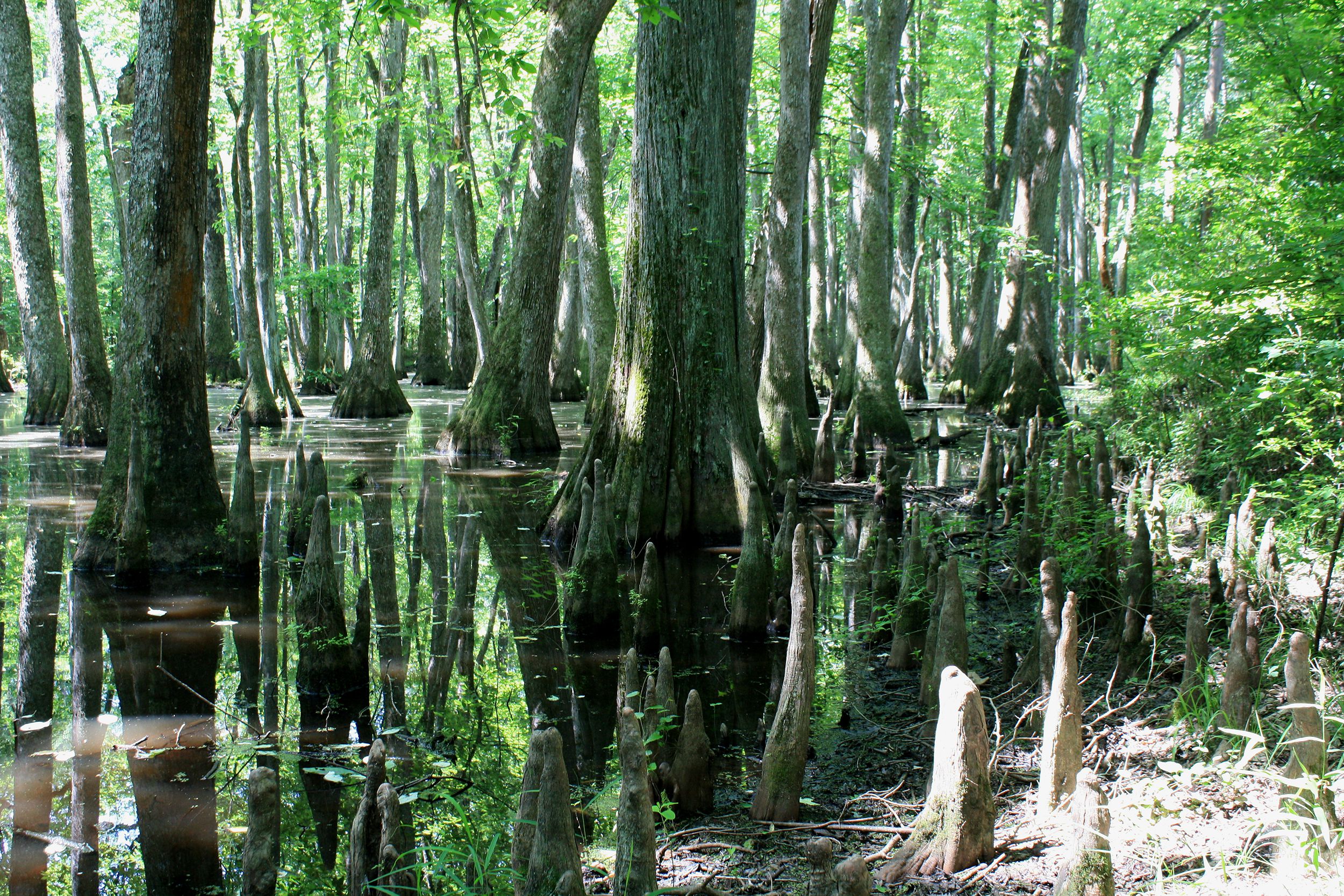 Cypress Swamp
