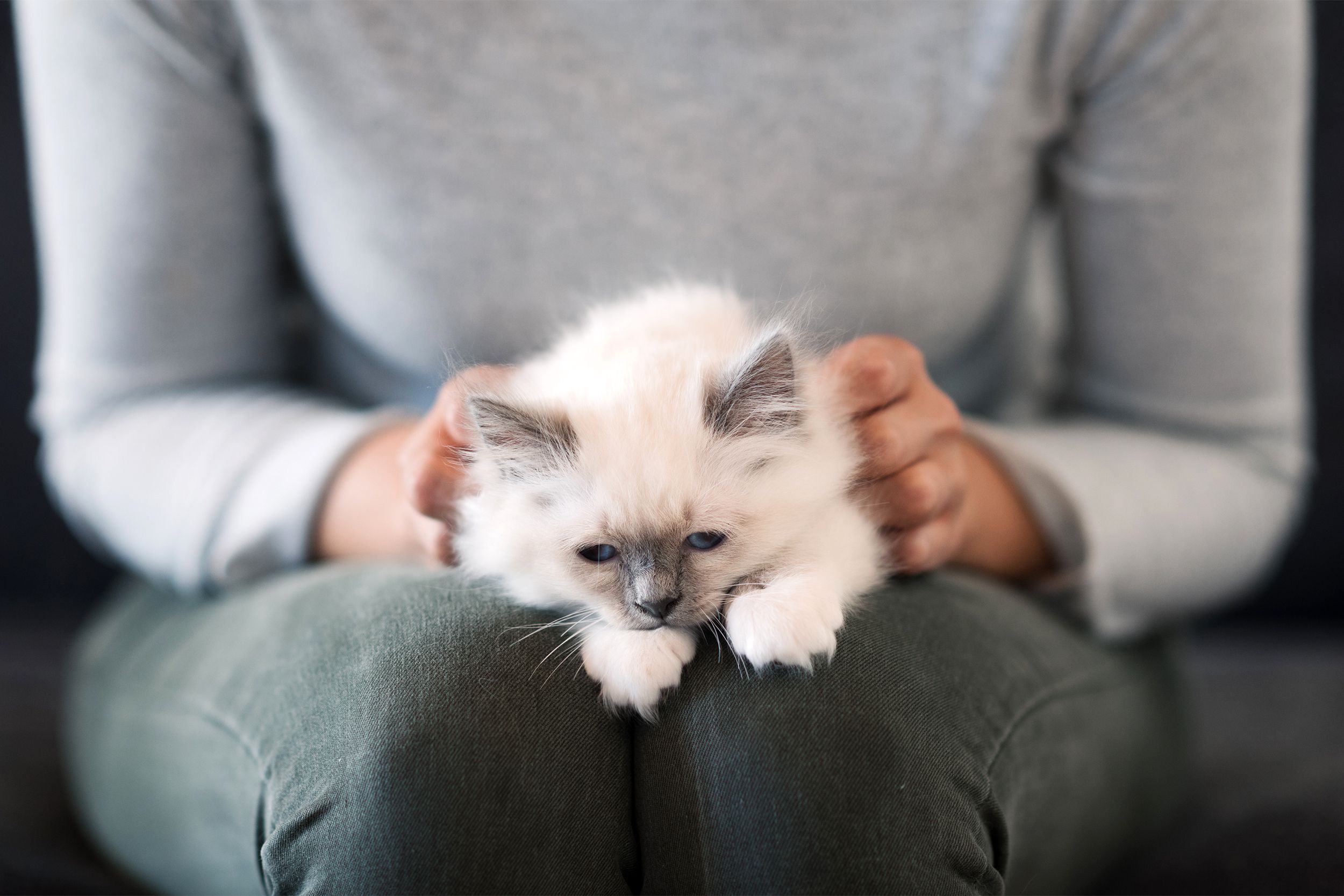 Cat sleeping in a lap