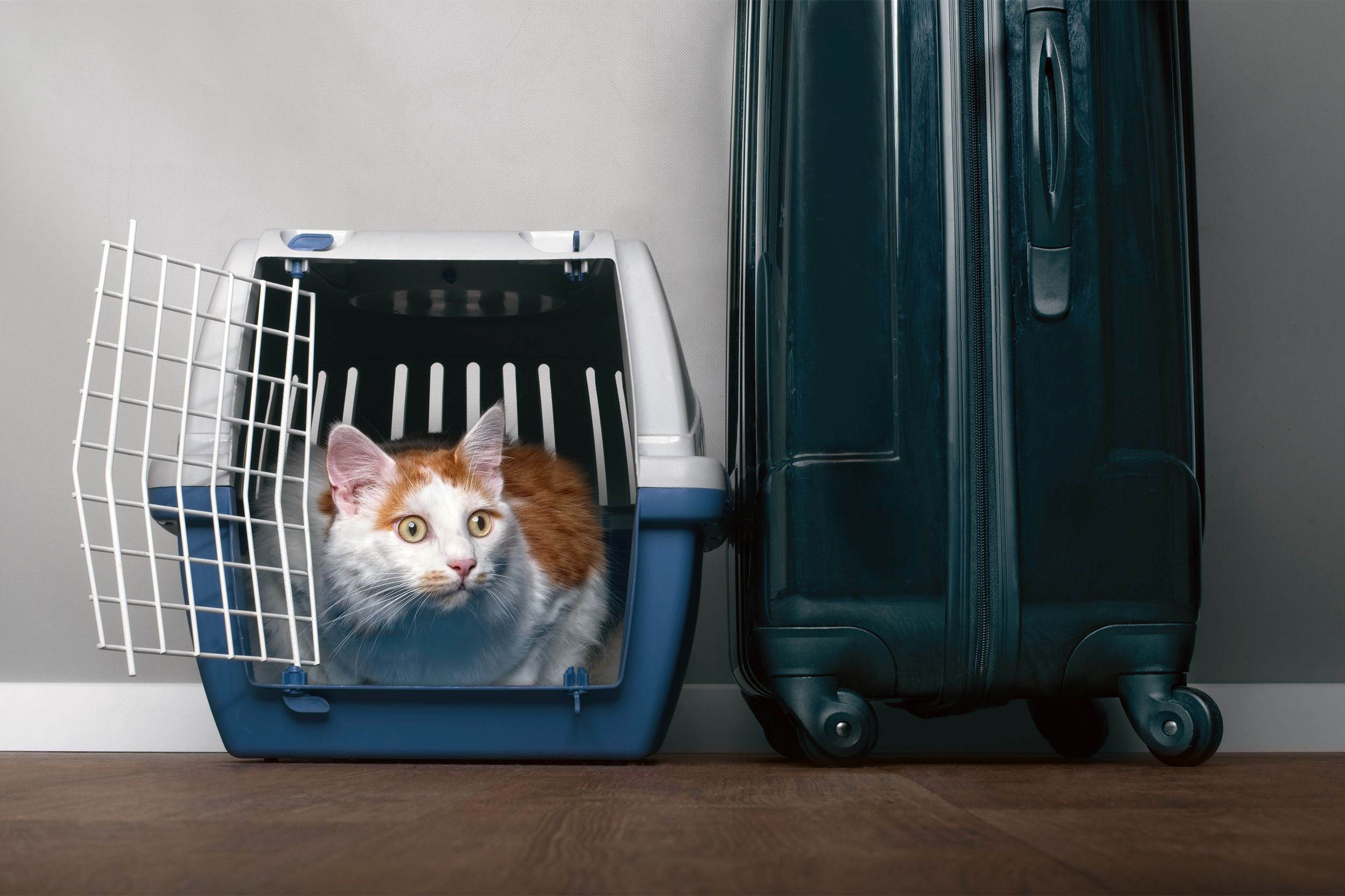 Cat in a crate next to a suitcase
