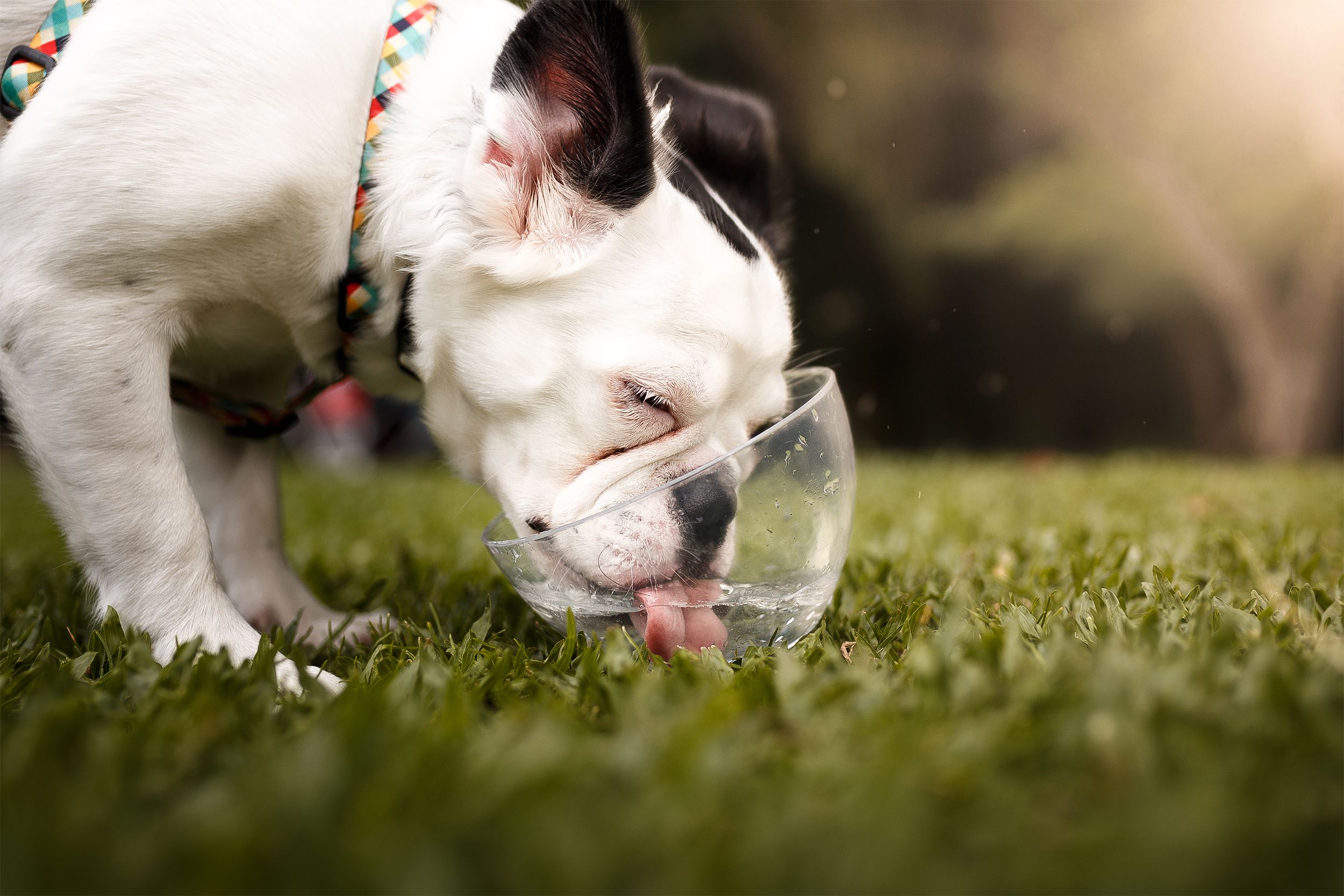 Dog drinking water outside
