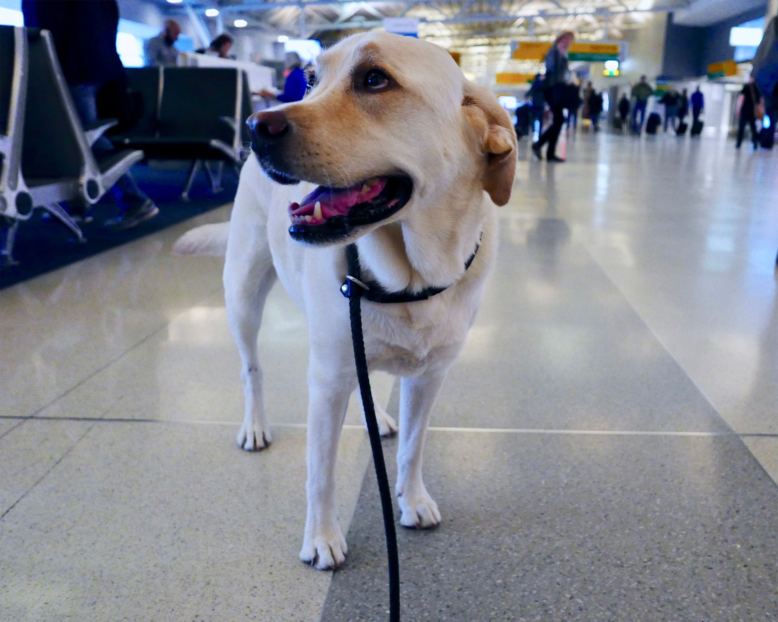 Dog on a leash in an airport