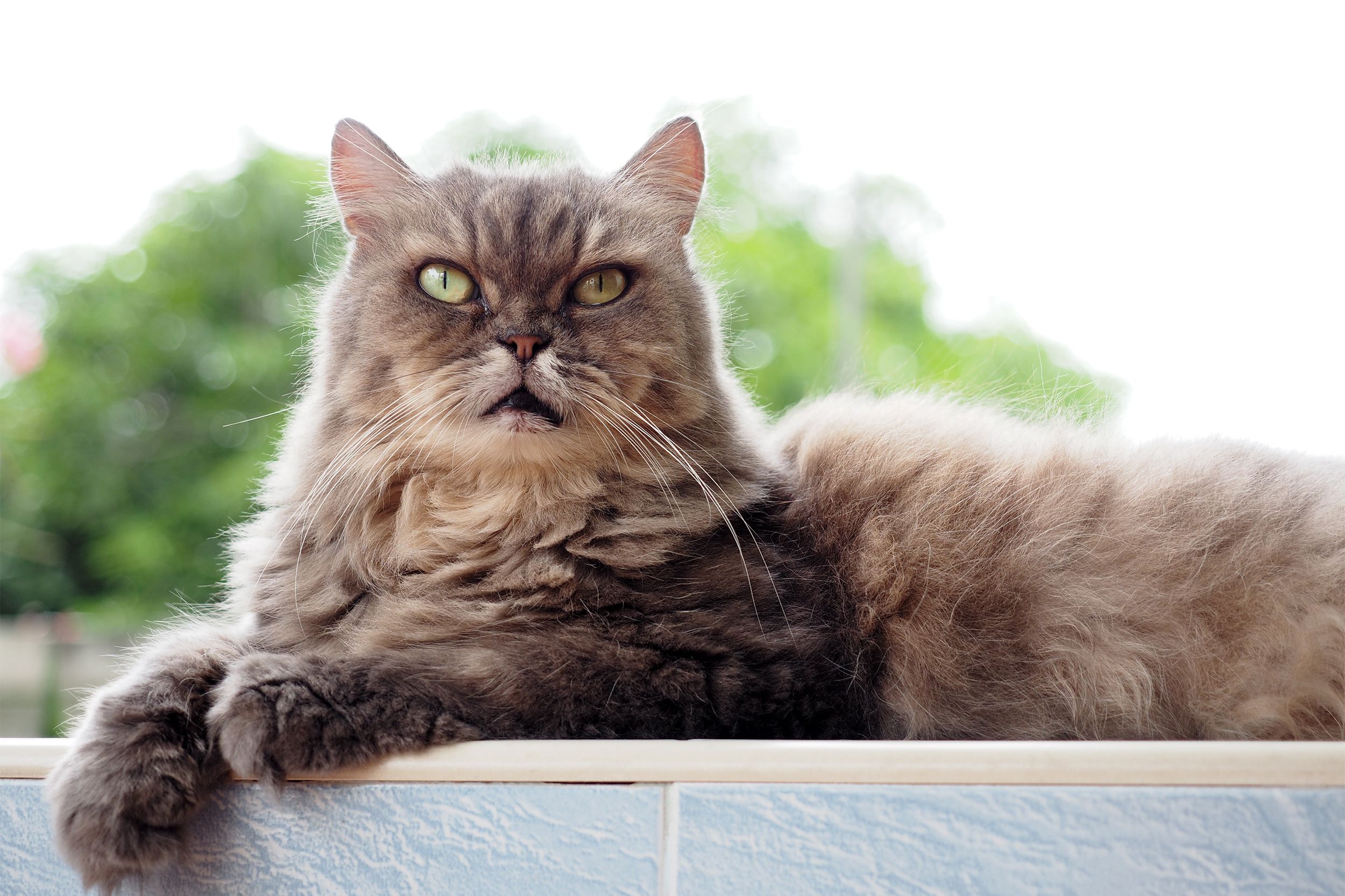 Old Persian cat on a ledge outside