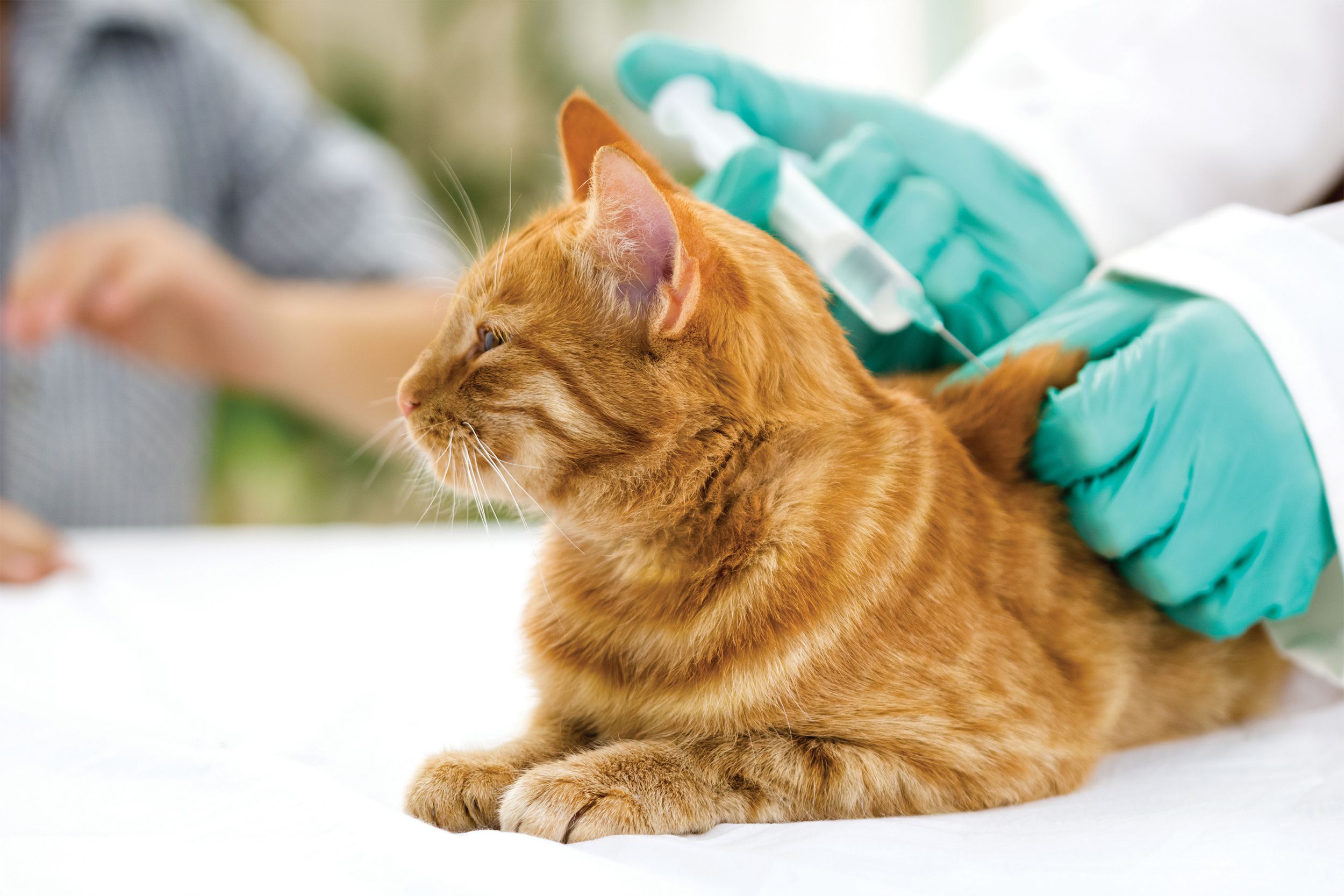 Cat getting a shot