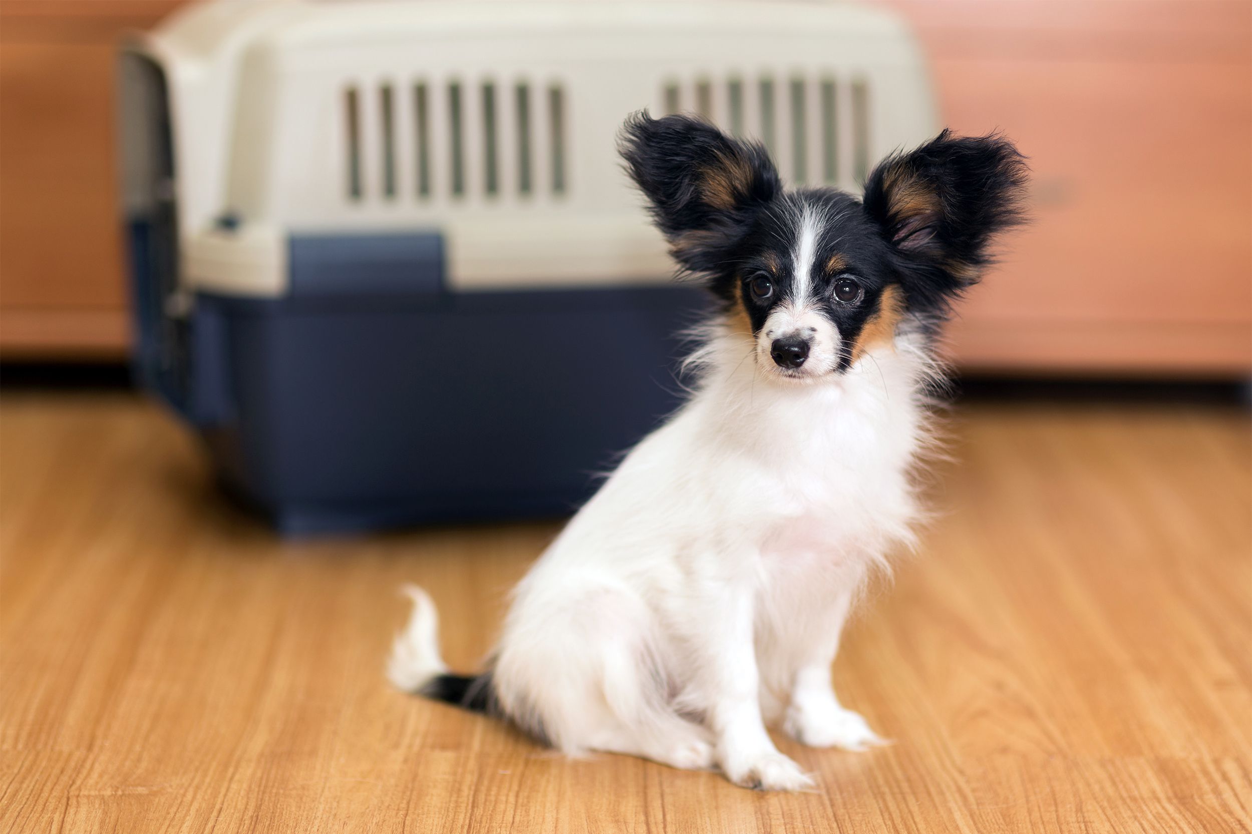 Dog sitting with a crate in the background