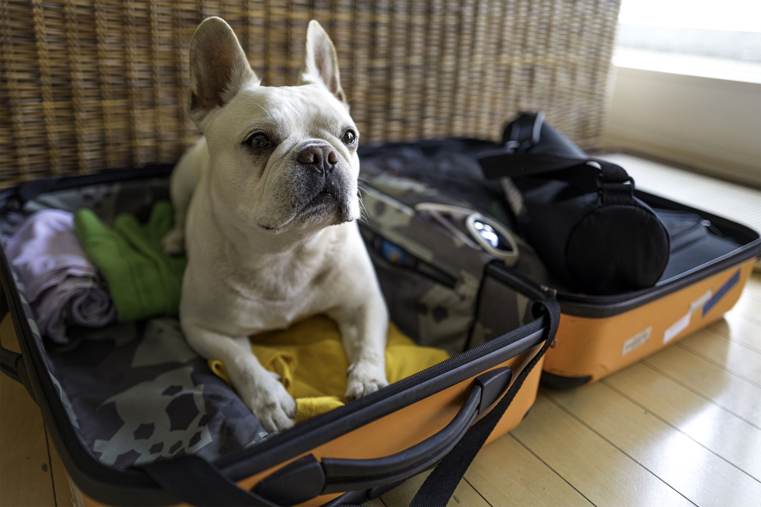 French bulldog in a suitcase