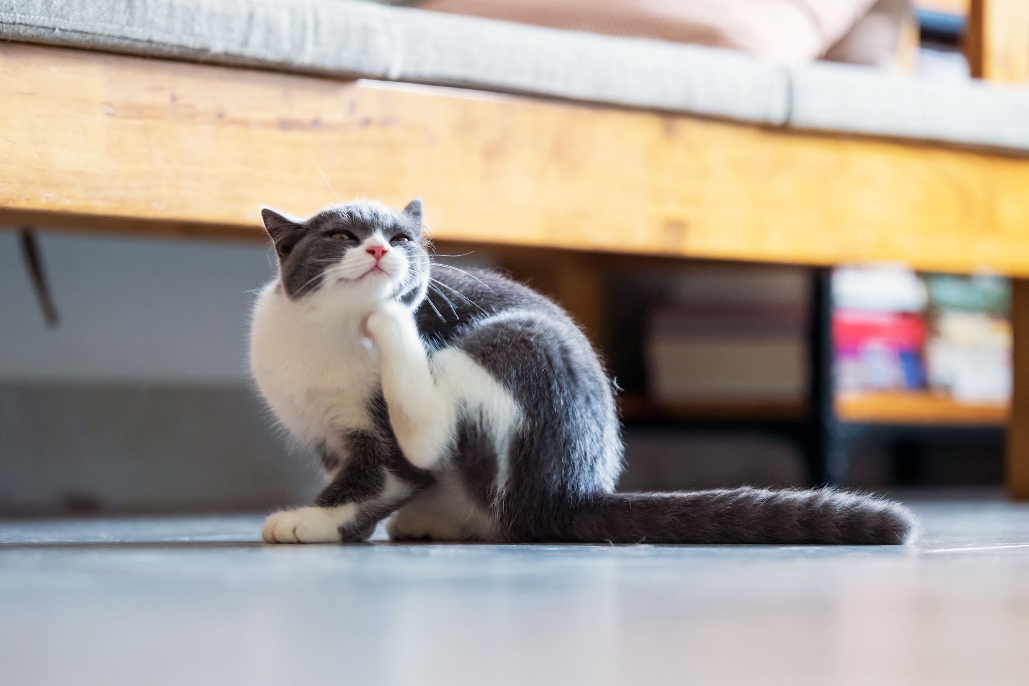 short-hair cat grooming itself