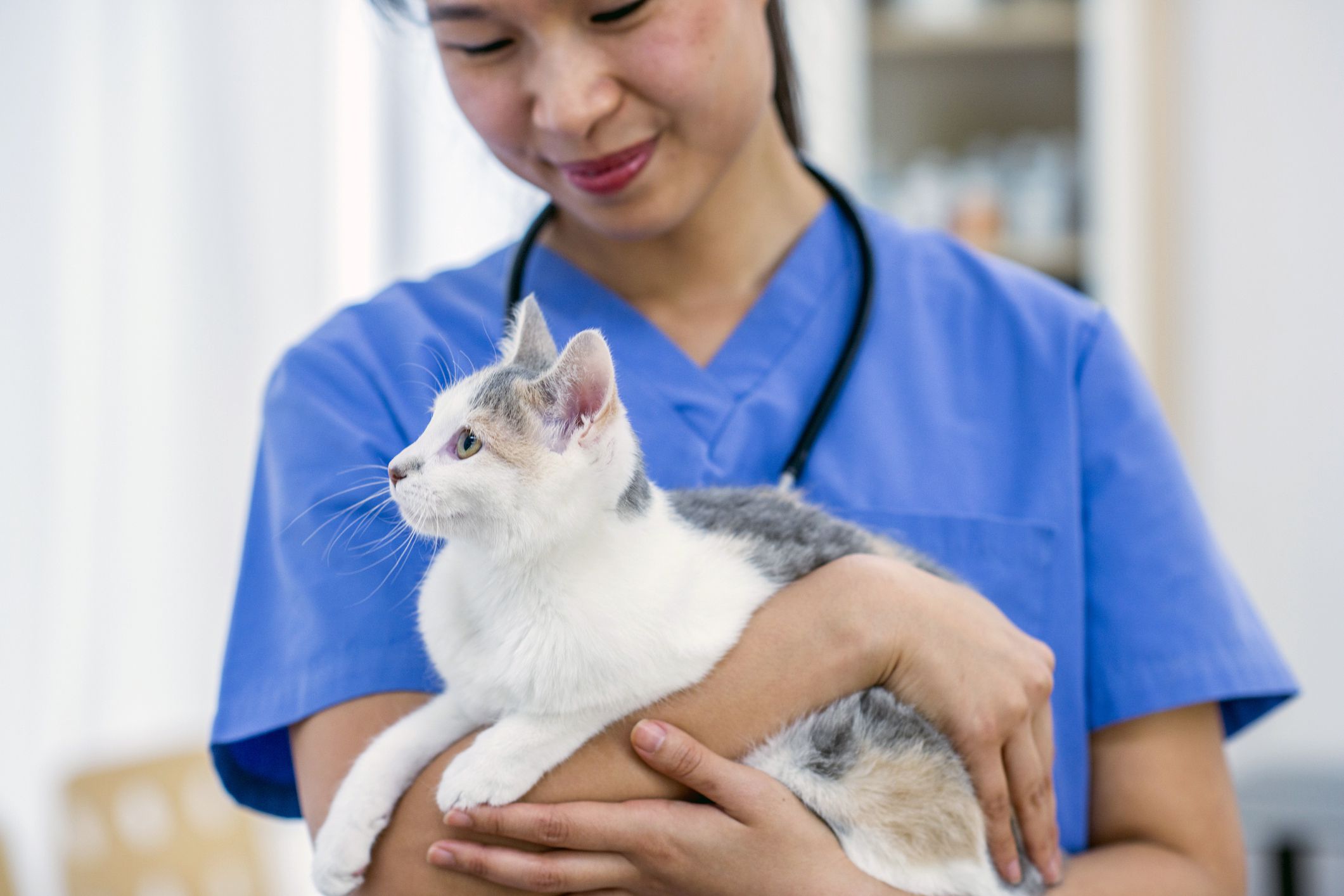 vet holding cat