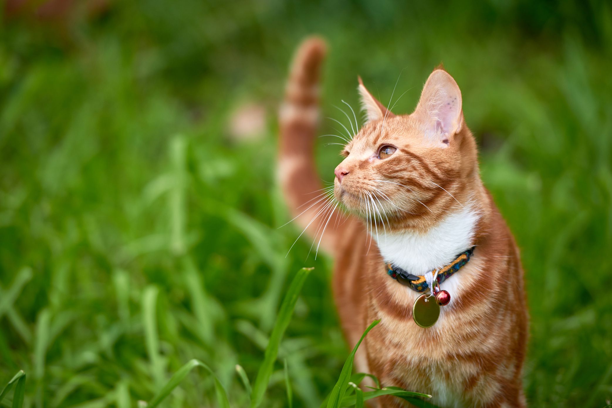 cat with collar and tag standing in grass