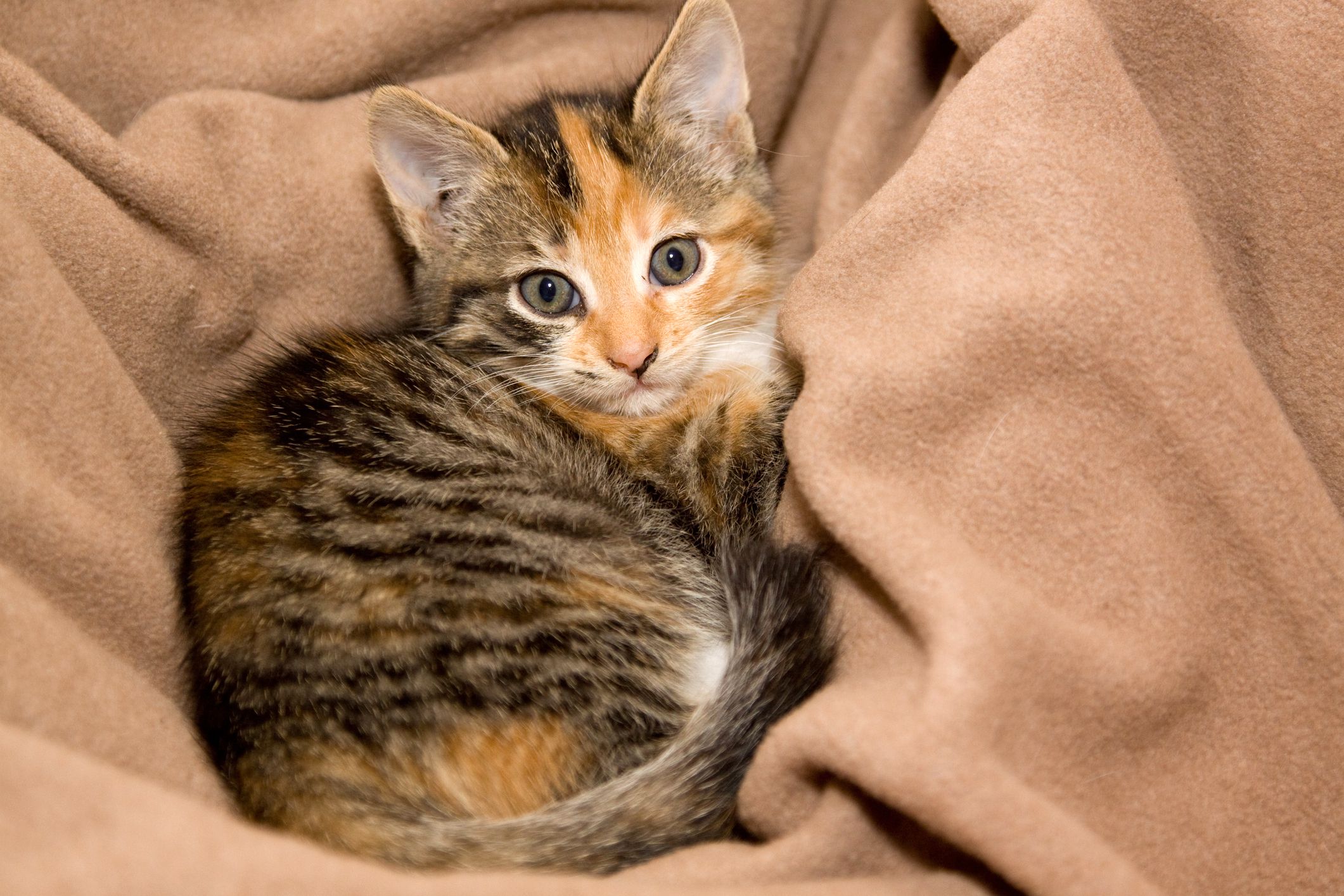 multicolor kitten in blanket
