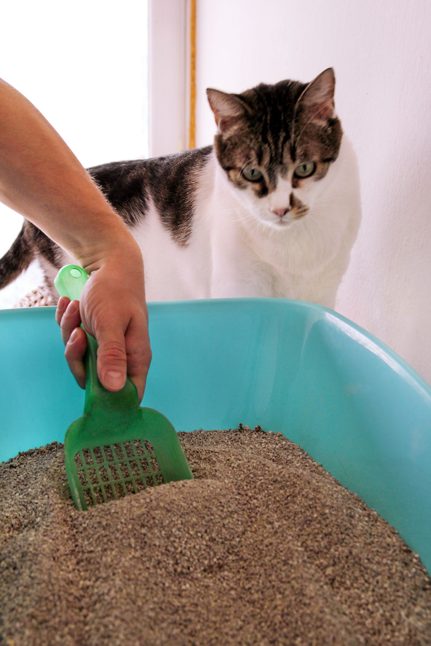 hand with scooper cleaning litter box, cat looking on in background