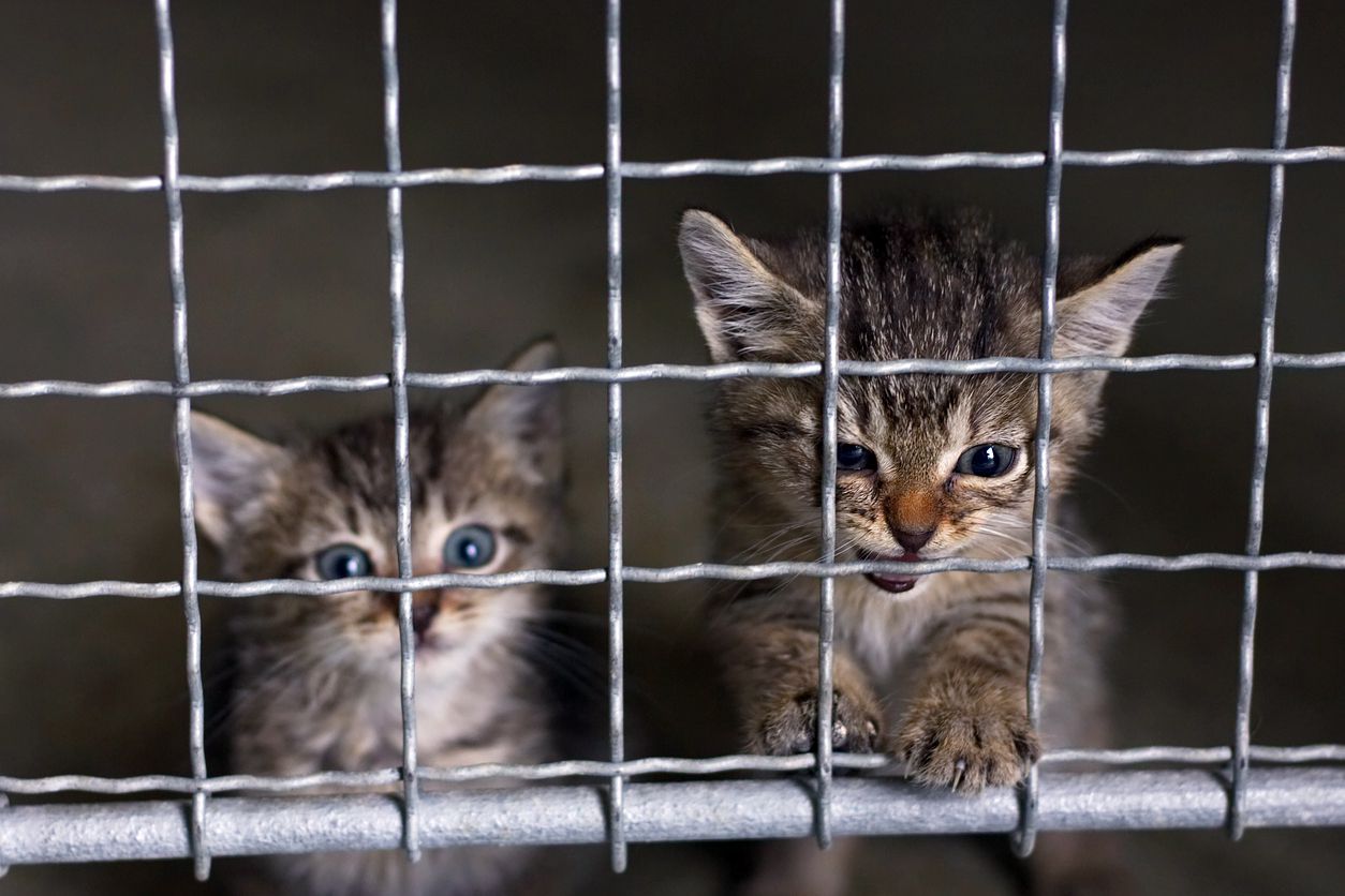 kittens in cage